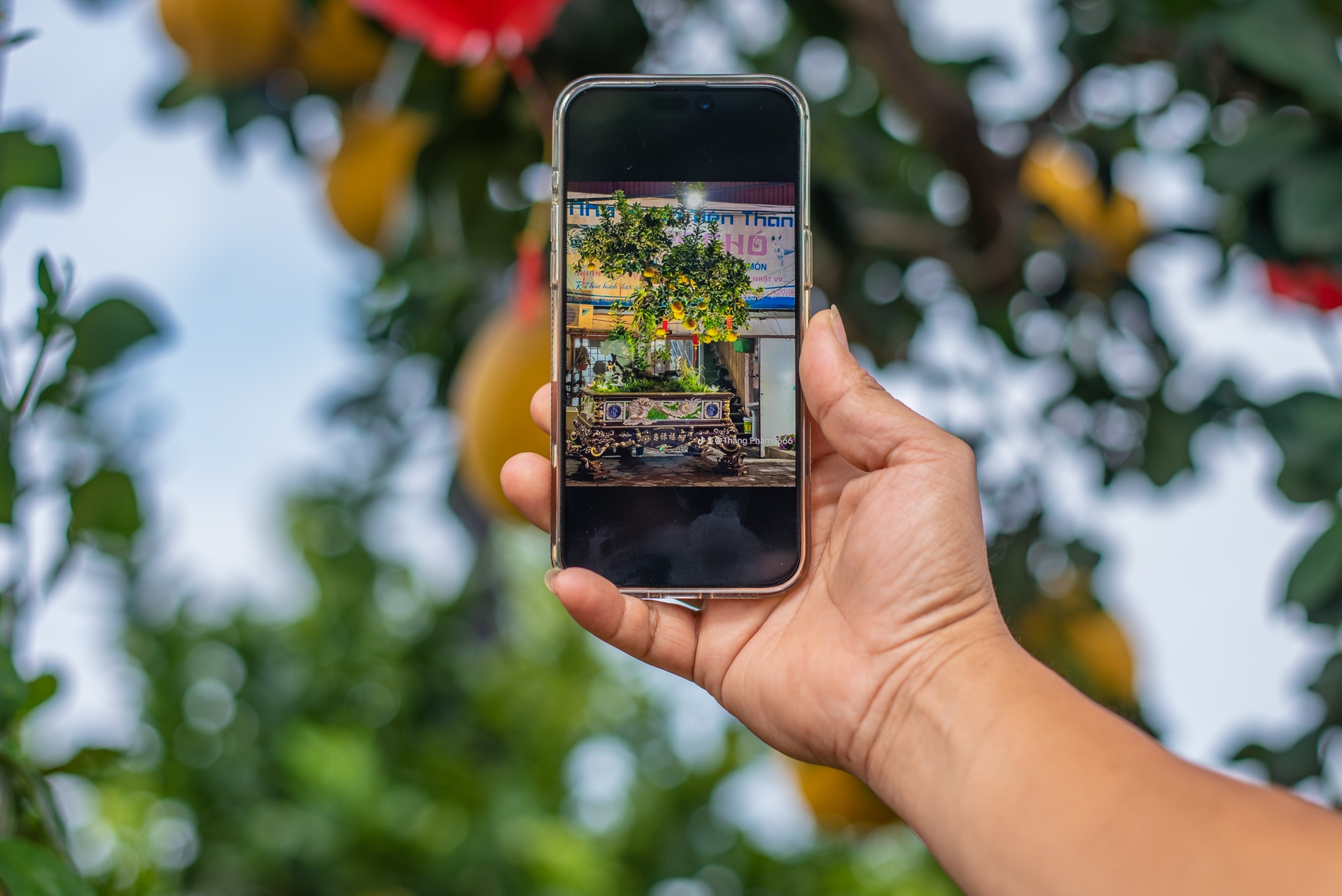 Bưởi cổ Tết Nguyên đán ảnh 11 Buoi co Tet Nguyen dan anh 11