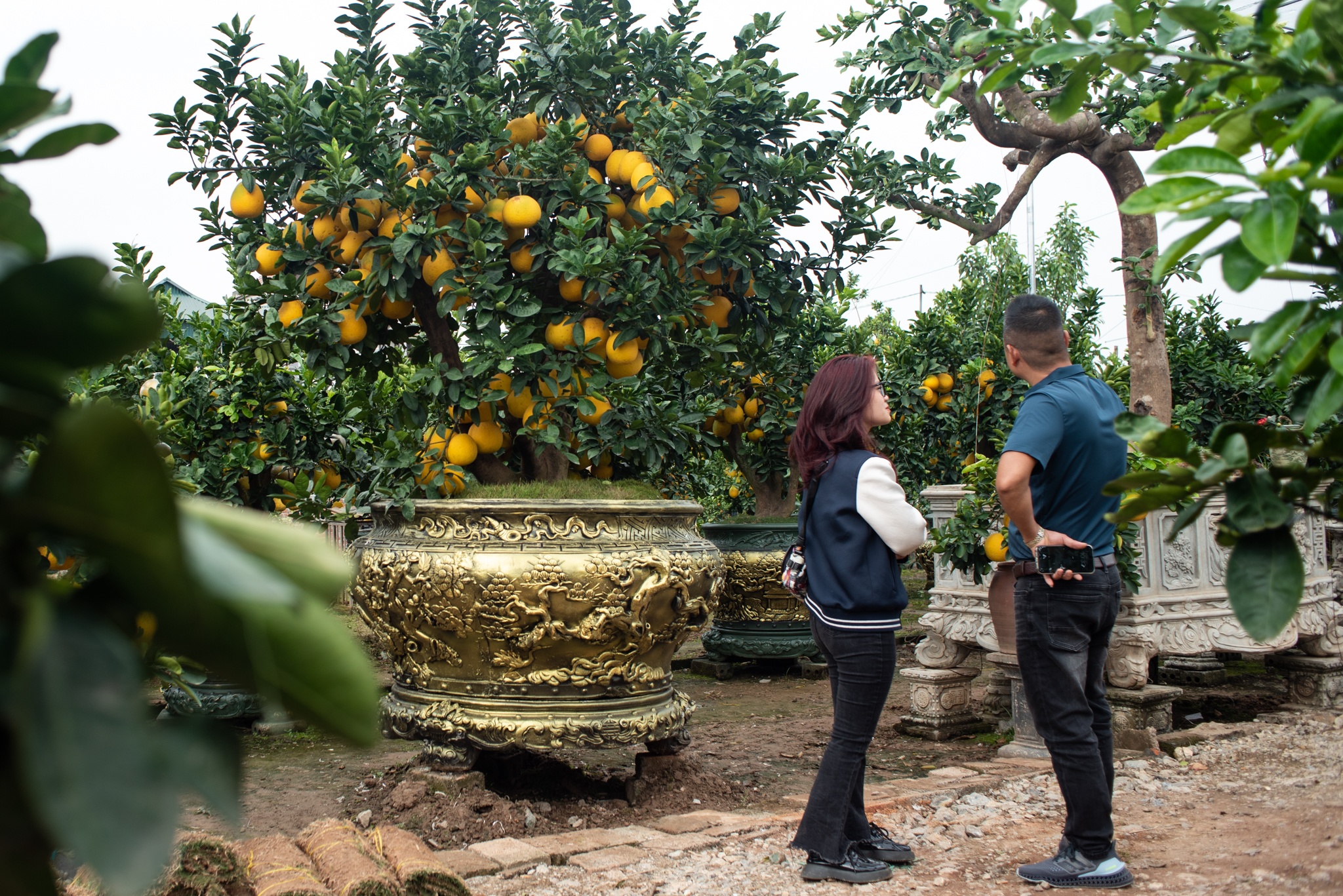 Bưởi cổ Tết Nguyên đán ảnh 12 Buoi co Tet Nguyen dan anh 12