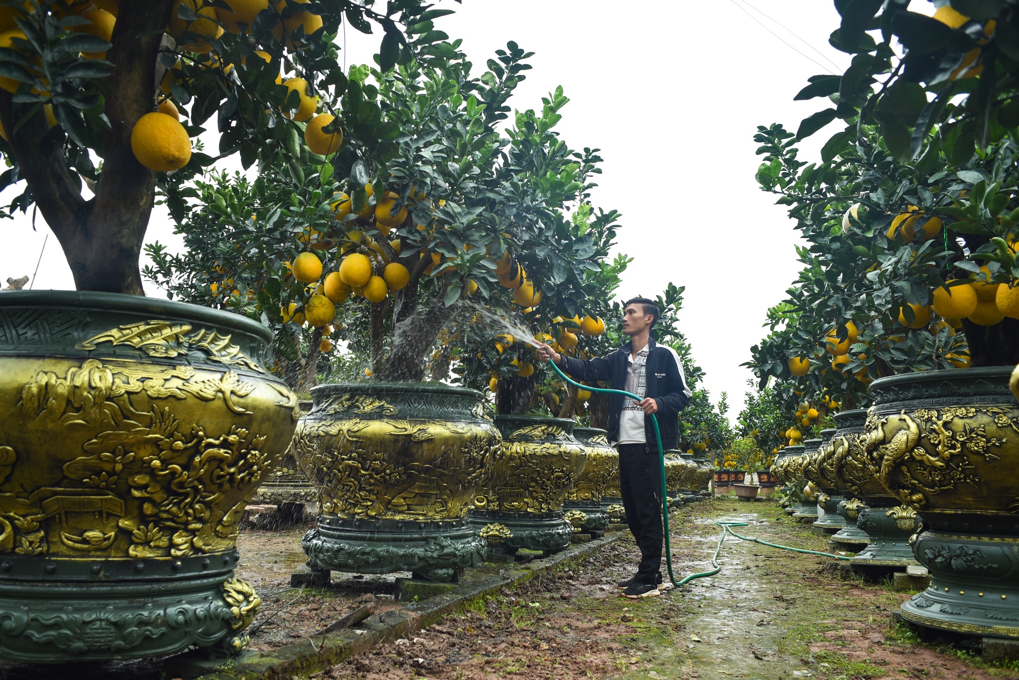 Bưởi cổ Tết Nguyên đán ảnh 13 Buoi co Tet Nguyen dan anh 13