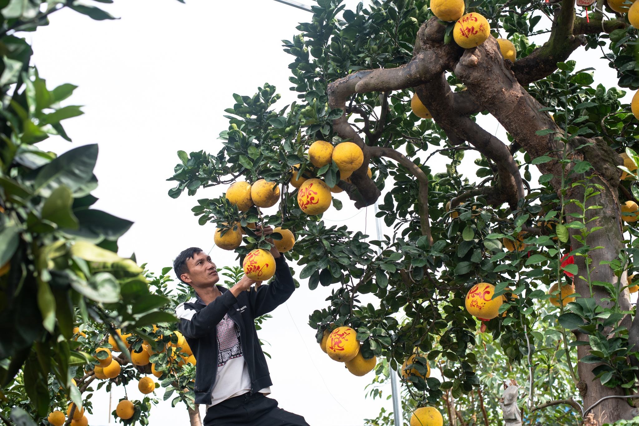 Bưởi cổ Tết Nguyên đán ảnh 1 Buoi co Tet Nguyen dan anh 1