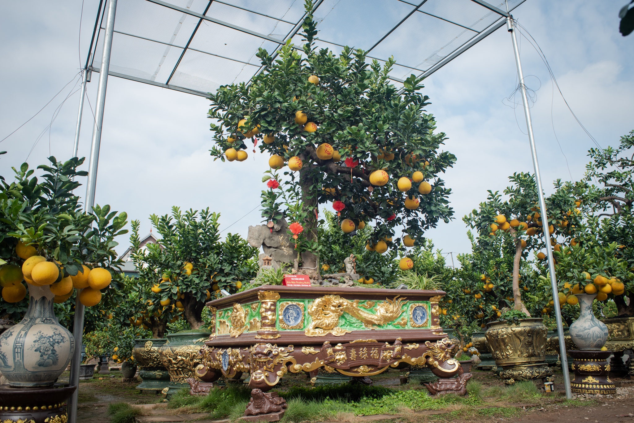 Bưởi cổ Tết Nguyên đán ảnh 2 Buoi co Tet Nguyen dan anh 2