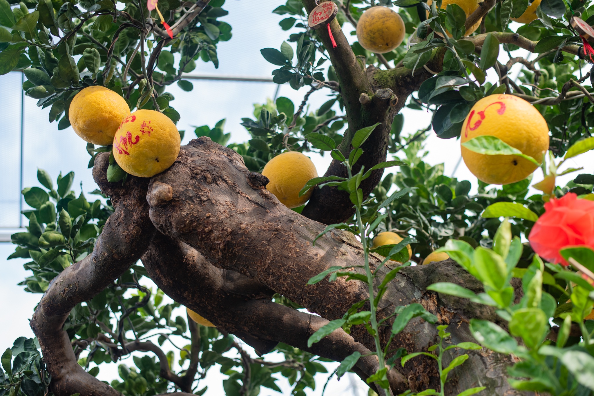 Bưởi cổ Tết Nguyên đán ảnh 3 Buoi co Tet Nguyen dan anh 3