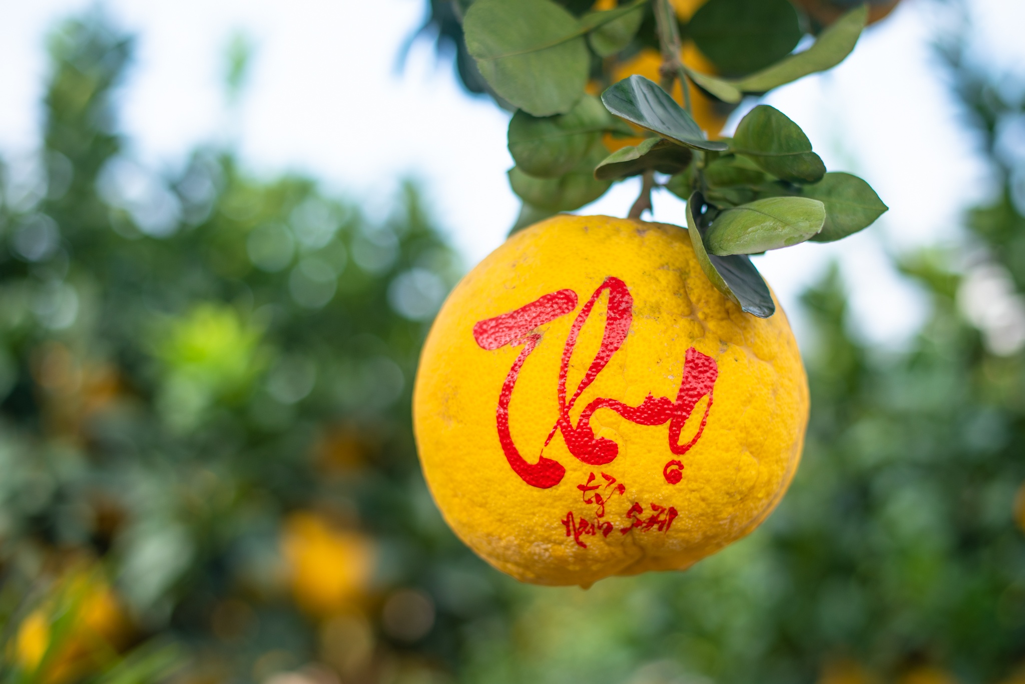 Bưởi cổ Tết Nguyên đán ảnh 4 Buoi co Tet Nguyen dan anh 4