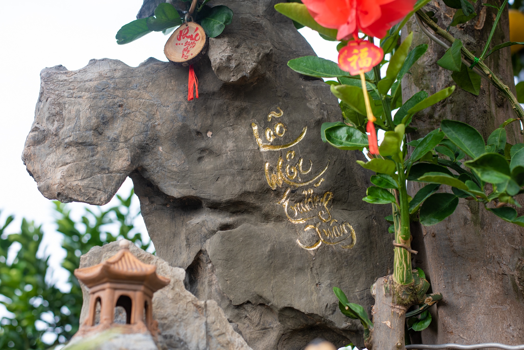 Bưởi cổ Tết Nguyên đán ảnh 6 Buoi co Tet Nguyen dan anh 6