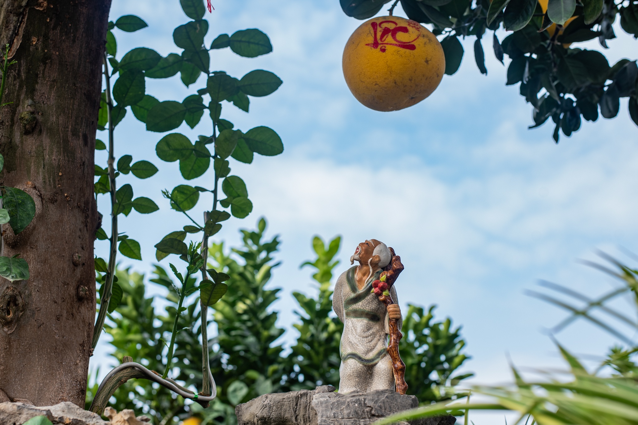 Bưởi cổ Tết Nguyên đán ảnh 7 Buoi co Tet Nguyen dan anh 7