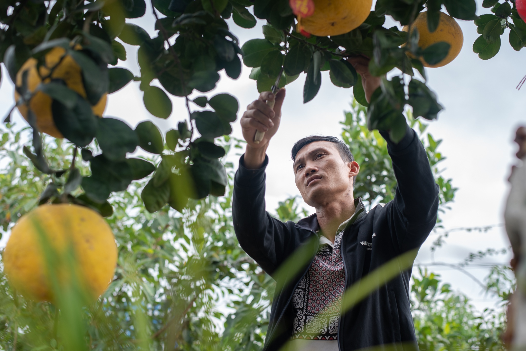 Bưởi cổ Tết Nguyên đán ảnh 9 Buoi co Tet Nguyen dan anh 9