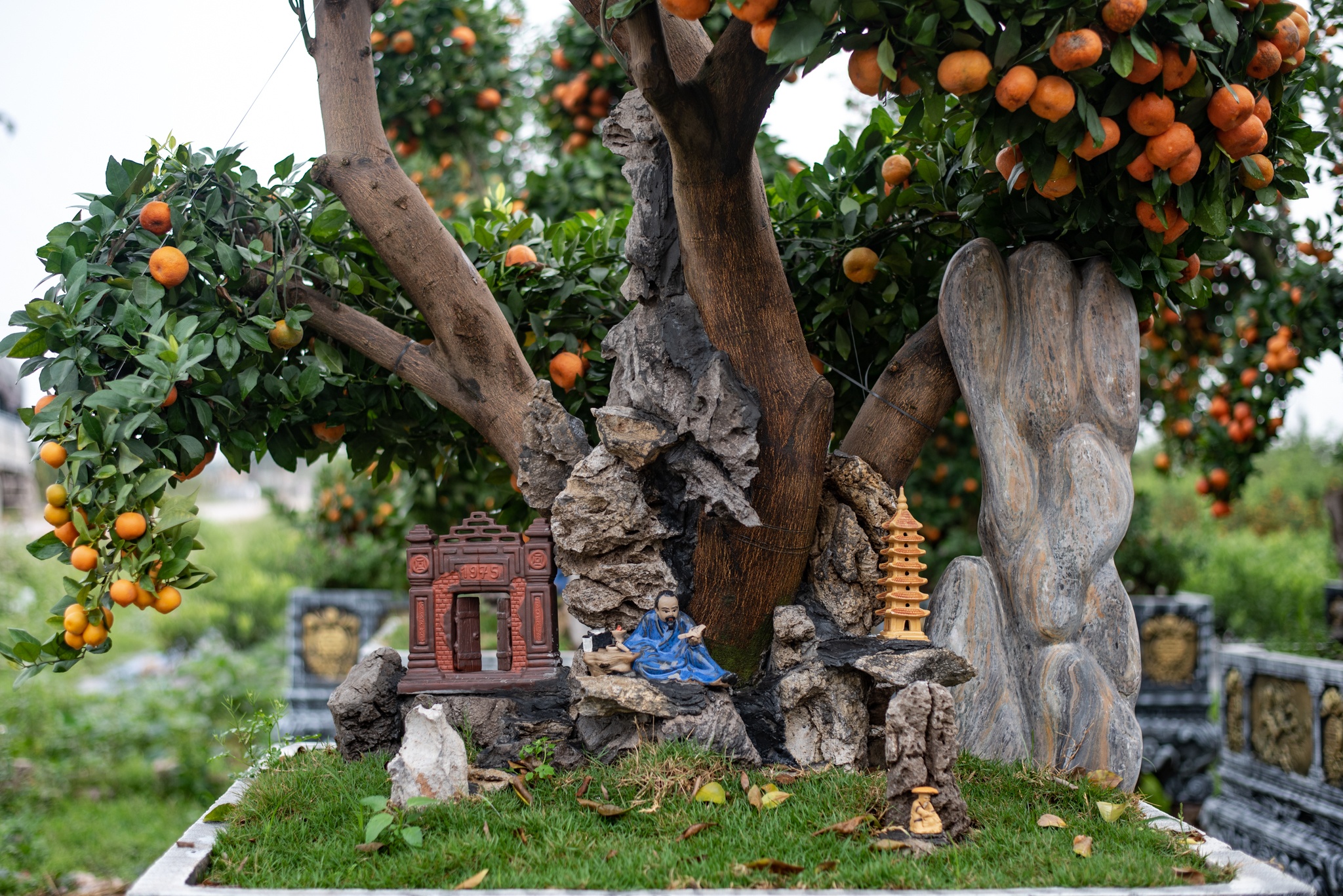 quất rồng dịp Tết ảnh 9 quat rong dip Tet anh 9