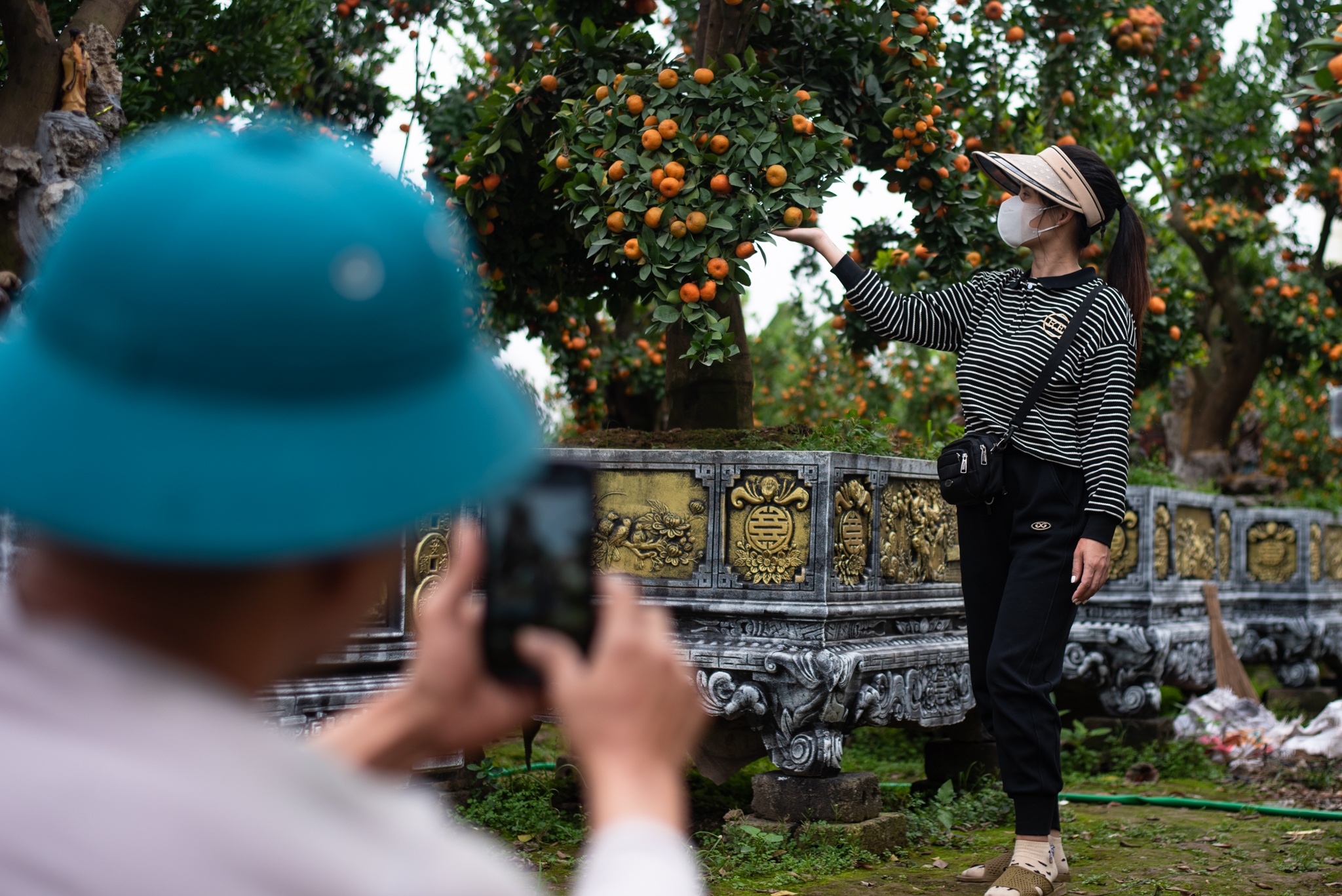 quất rồng dịp Tết ảnh 10 quat rong dip Tet anh 10