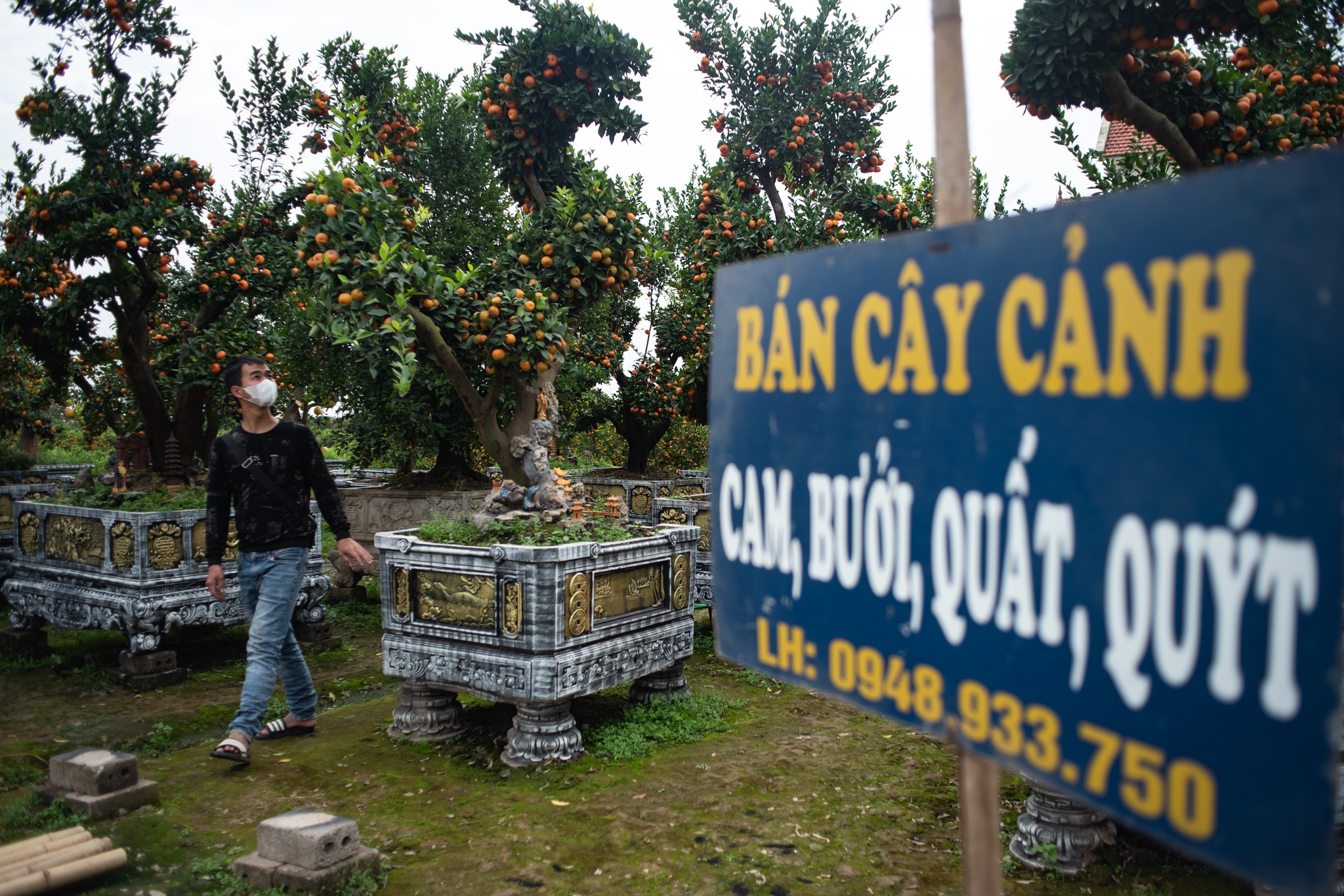 quất rồng dịp Tết ảnh 11 quat rong dip Tet anh 11