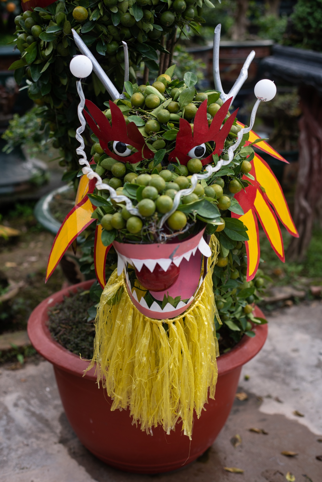 quất rồng dịp Tết ảnh 3 quat rong dip Tet anh 3