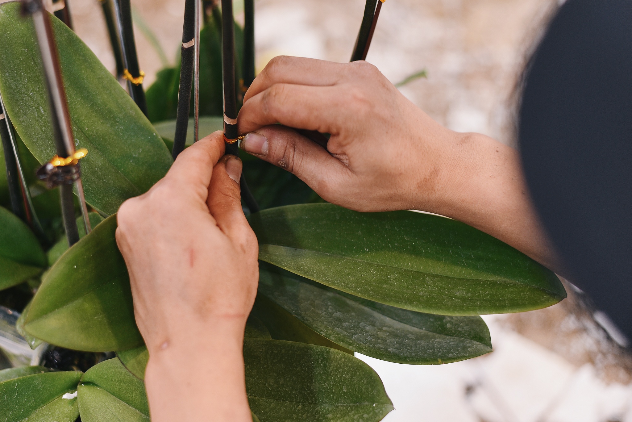 lan ho diep dip Tet anh 4