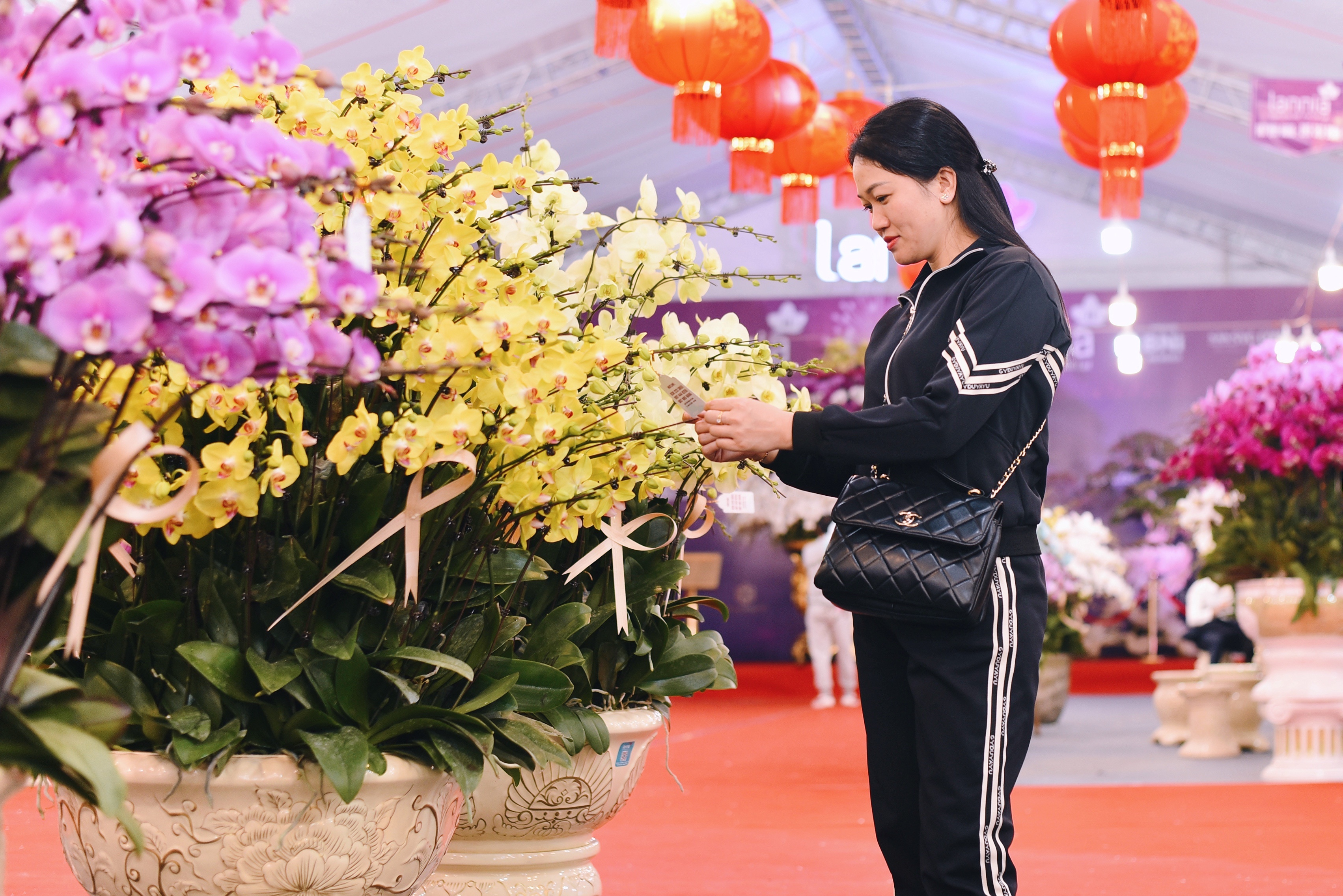 lan ho diep dip Tet anh 11