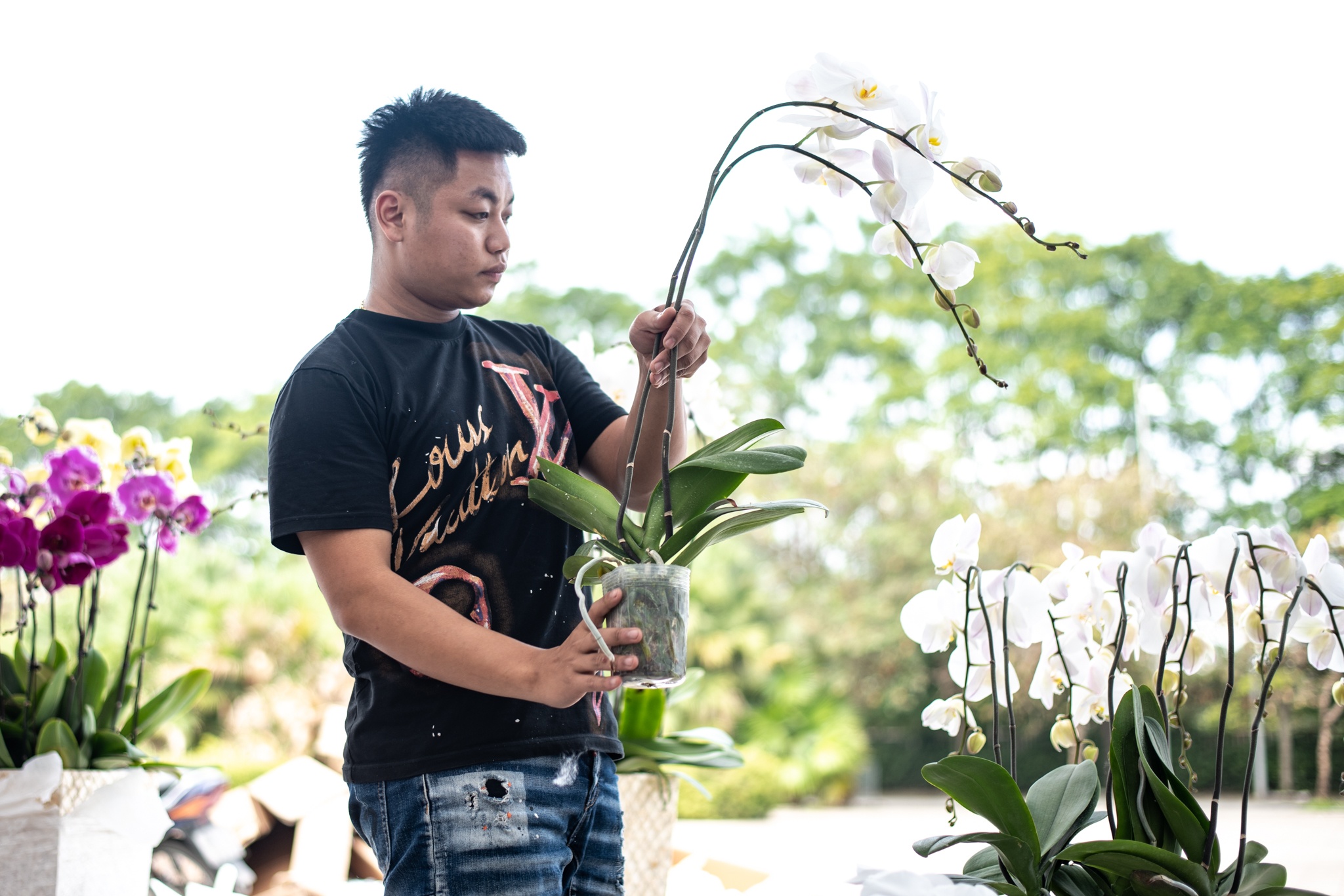 lan ho diep dip Tet anh 8