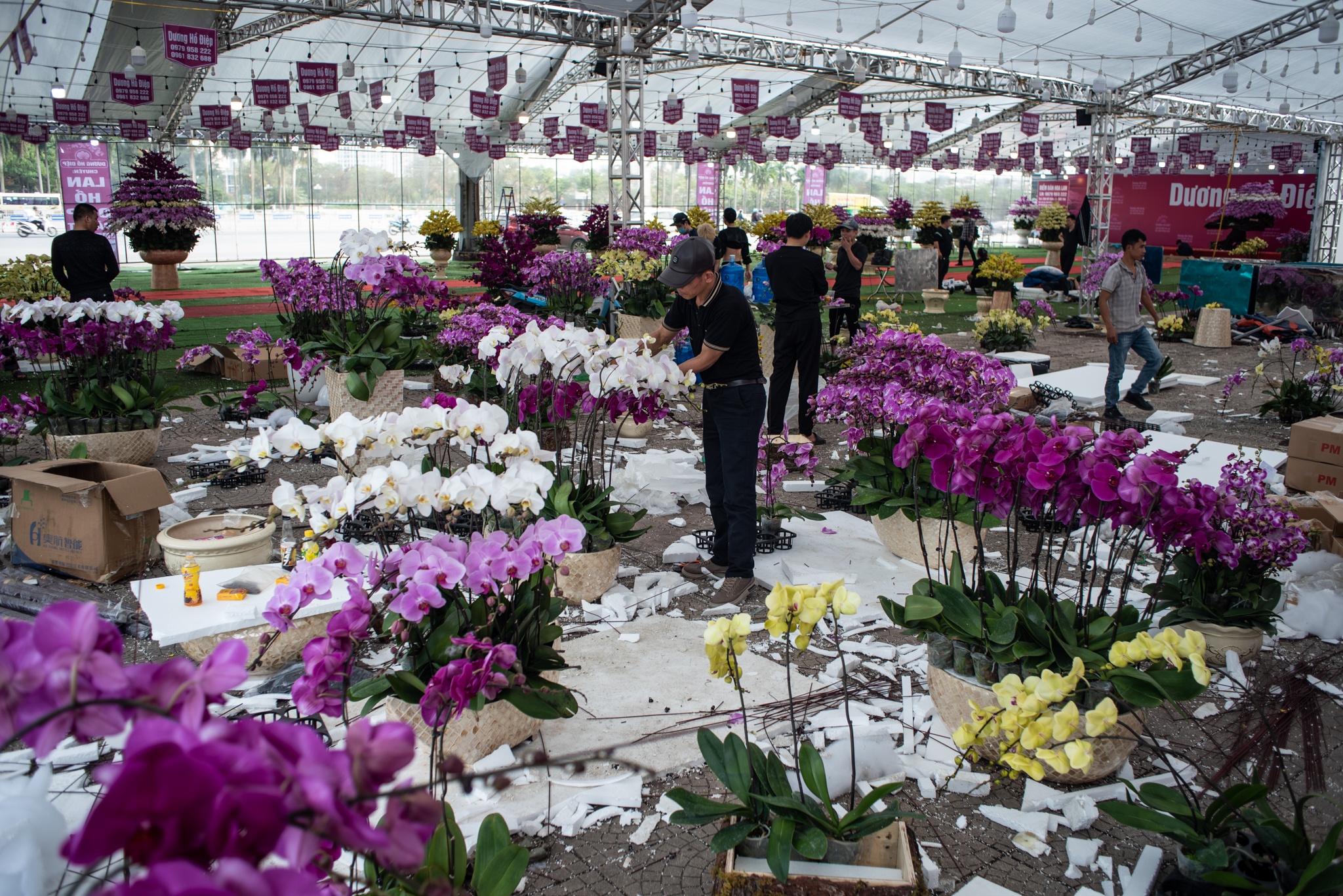 lan ho diep dip Tet anh 7