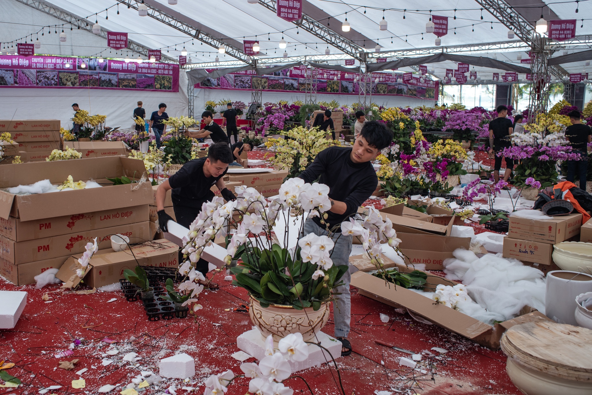 lan ho diep dip Tet anh 9