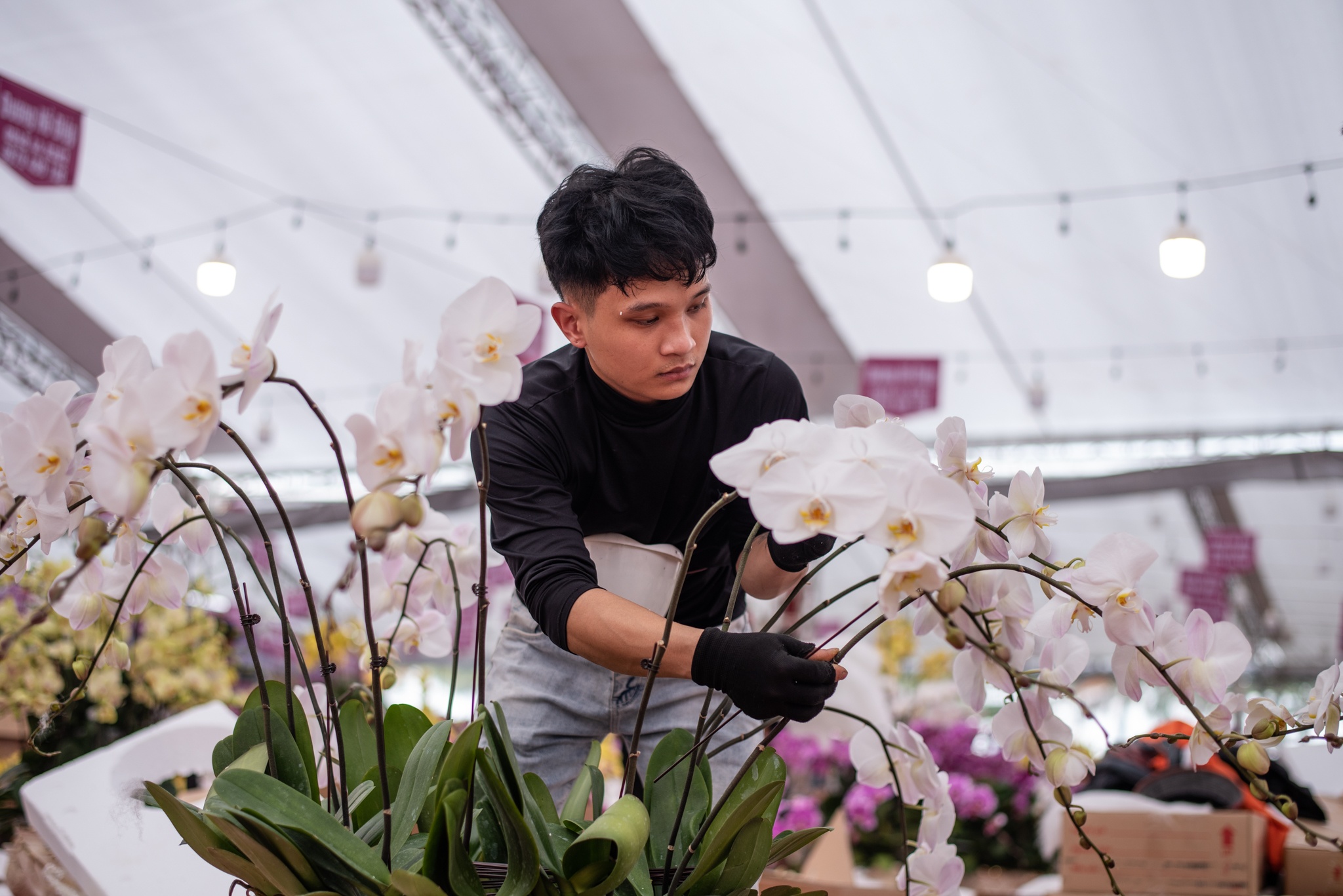 lan ho diep dip Tet anh 10