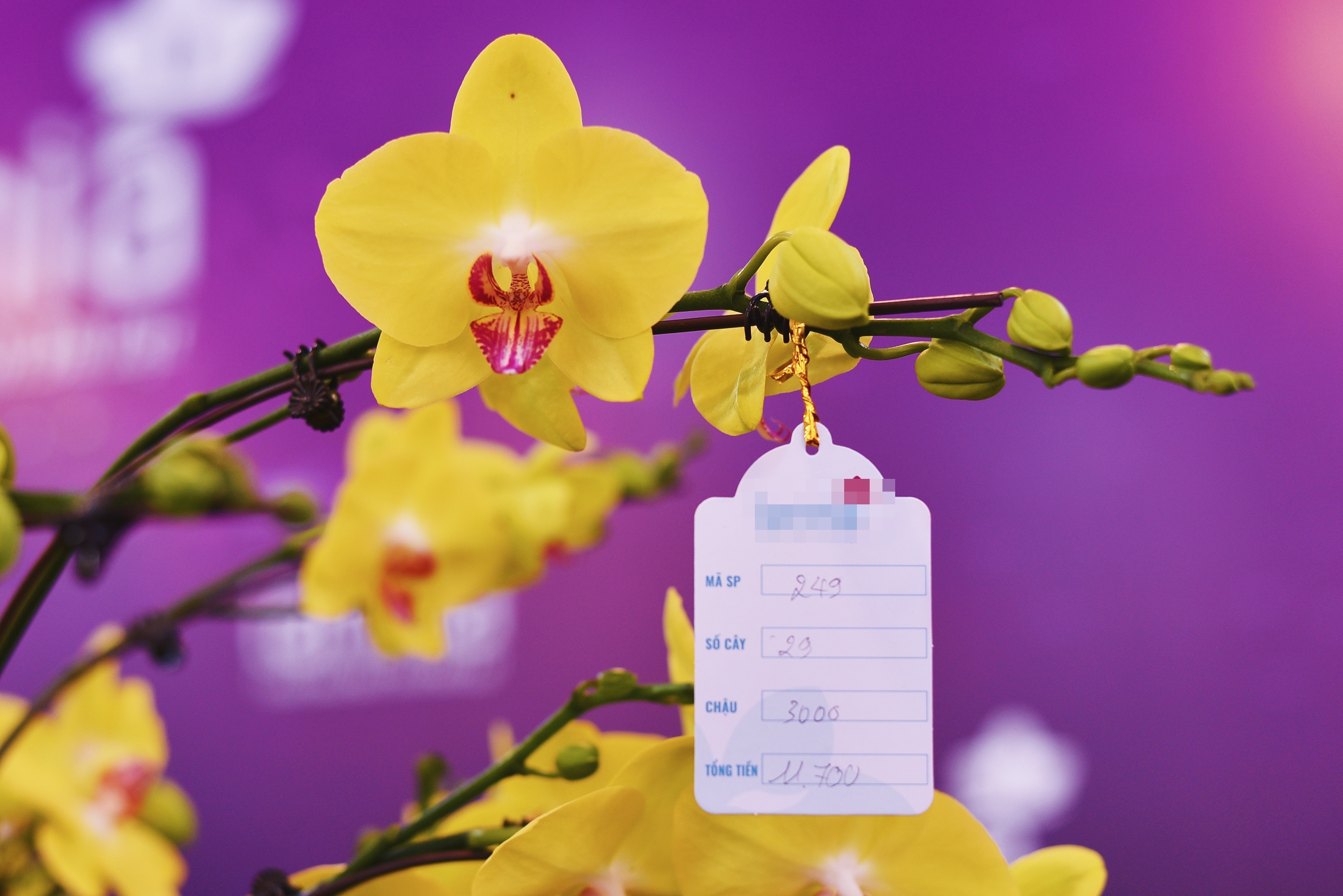 lan ho diep dip Tet anh 12