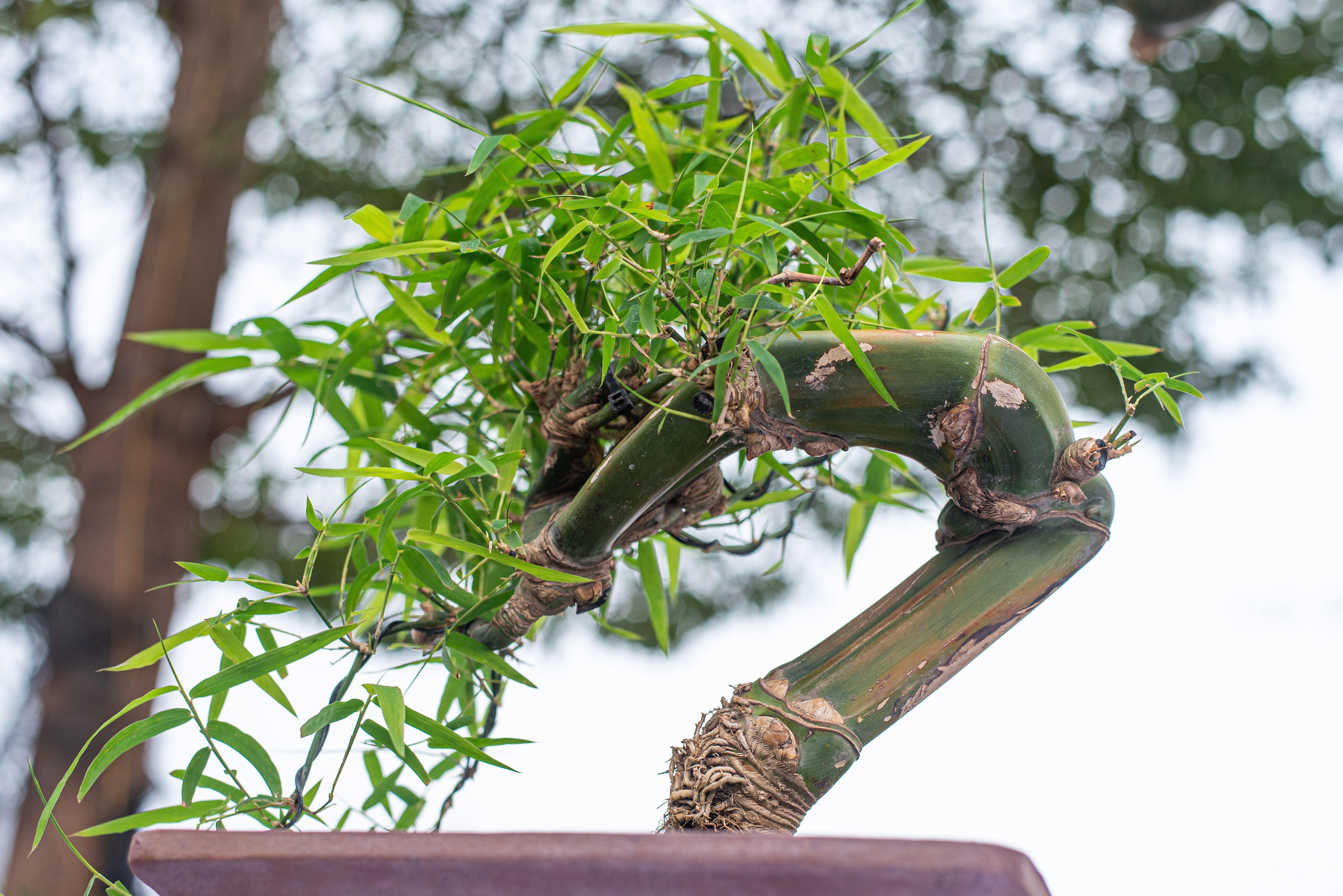 tre bonsai dip Tet anh 10