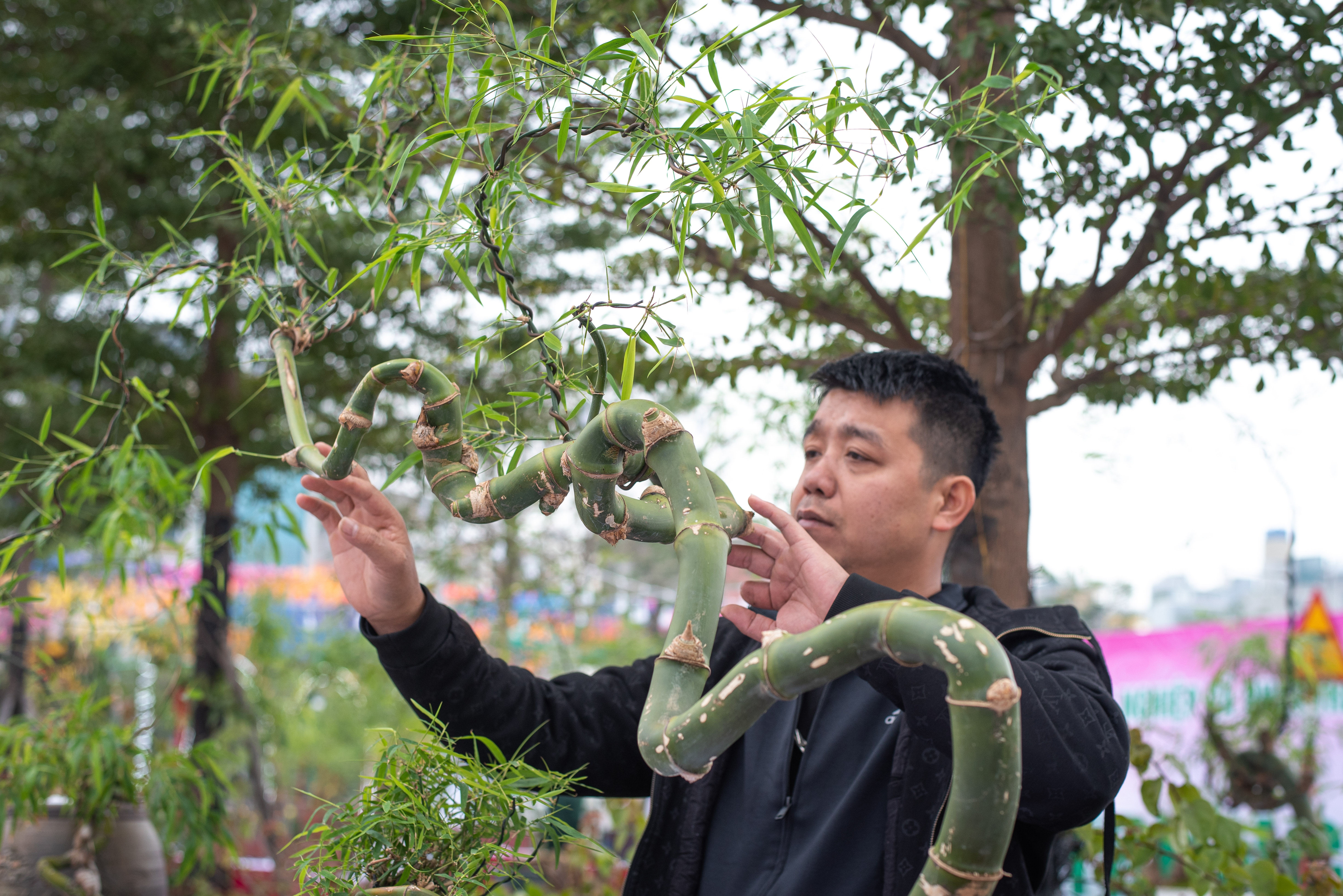 tre bonsai dip Tet anh 11