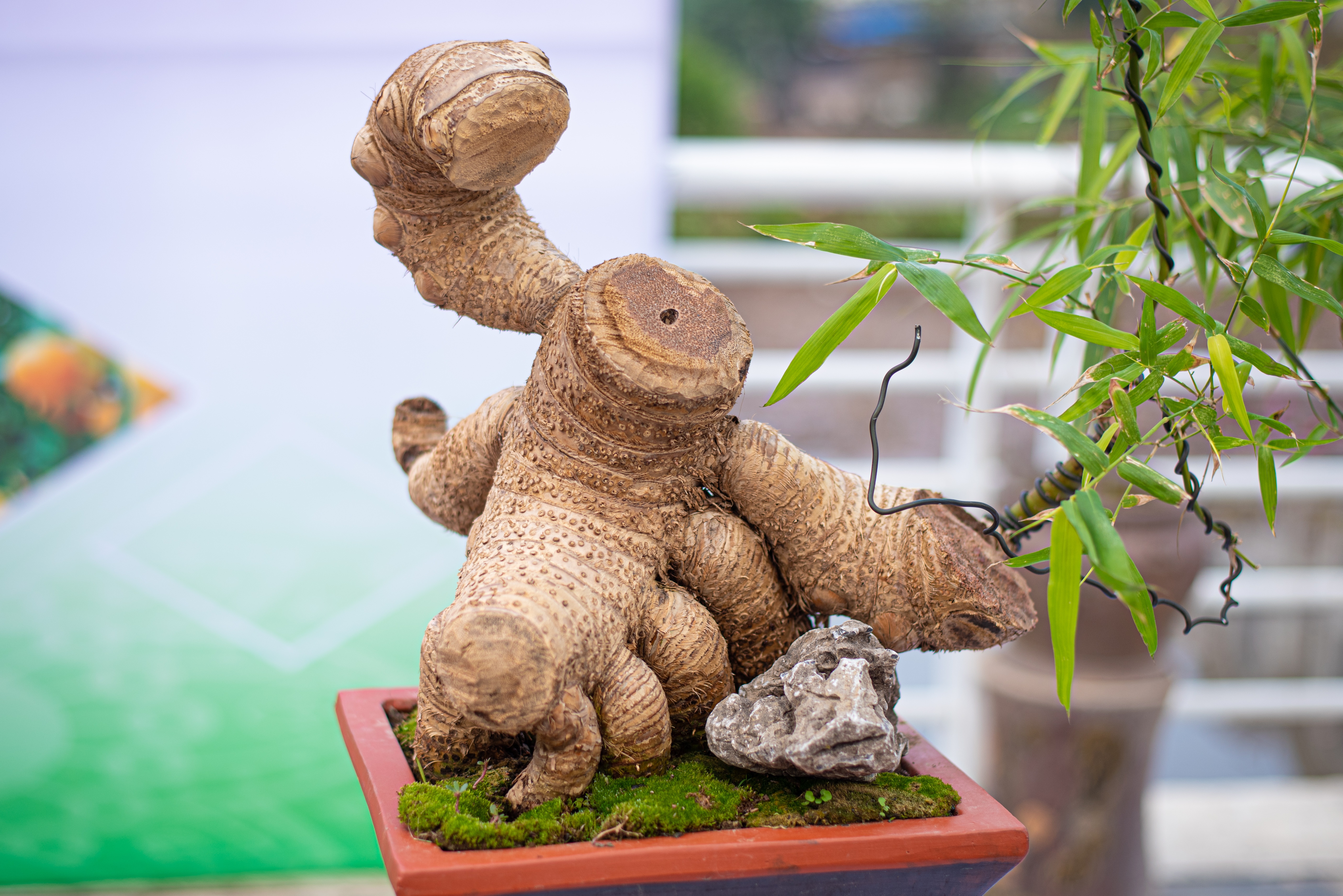 tre bonsai dip Tet anh 12