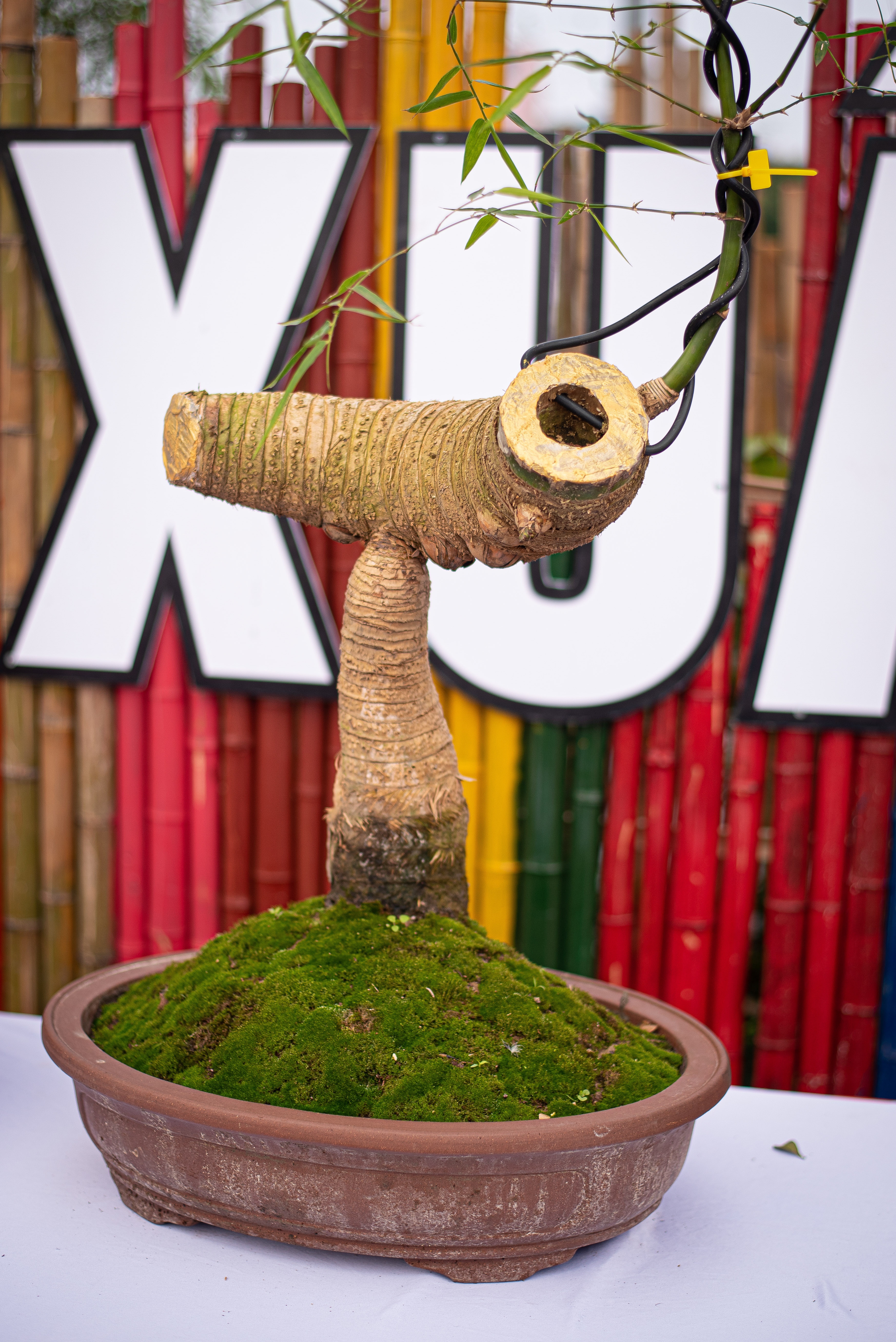 tre bonsai dip Tet anh 13