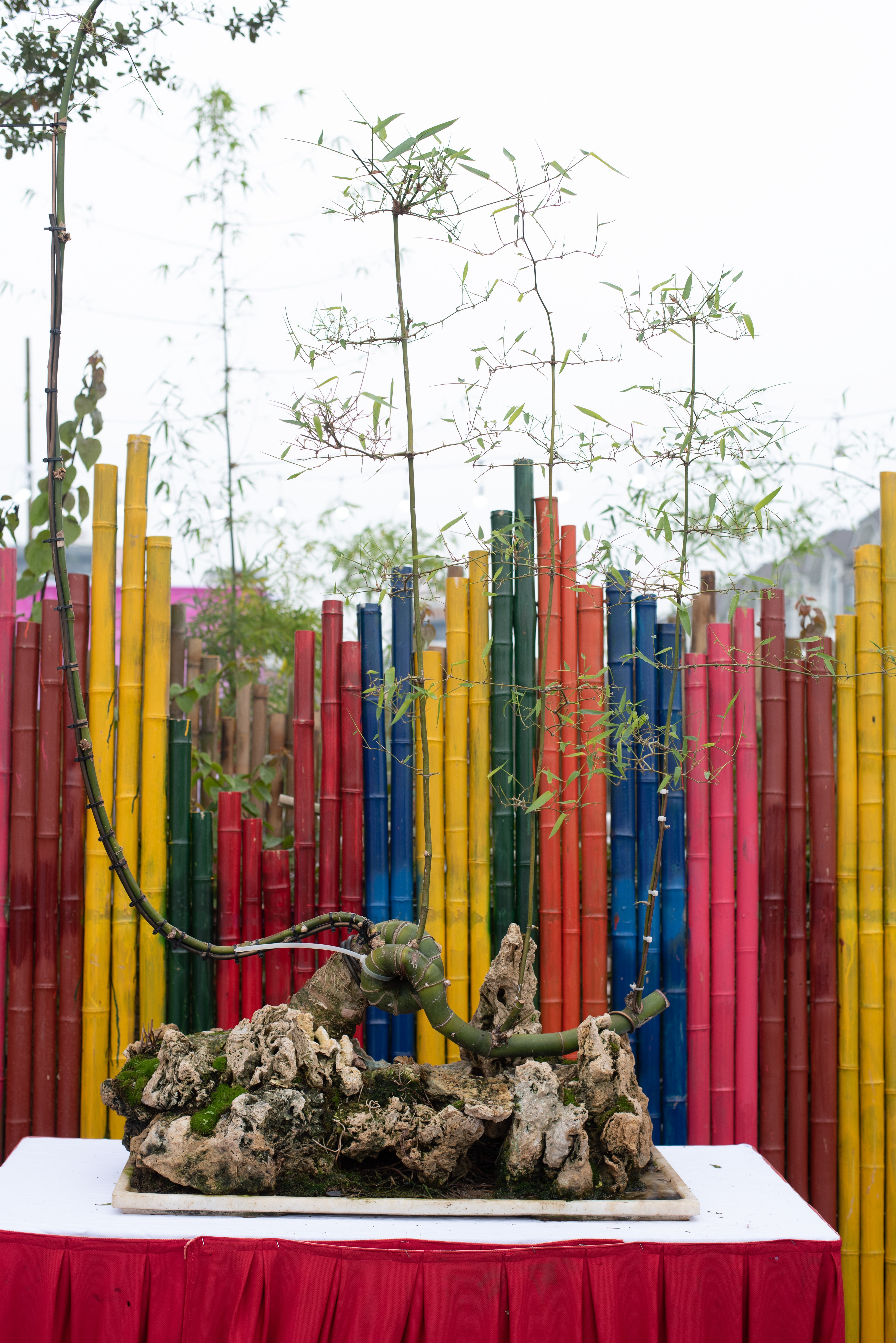 tre bonsai dip Tet anh 14