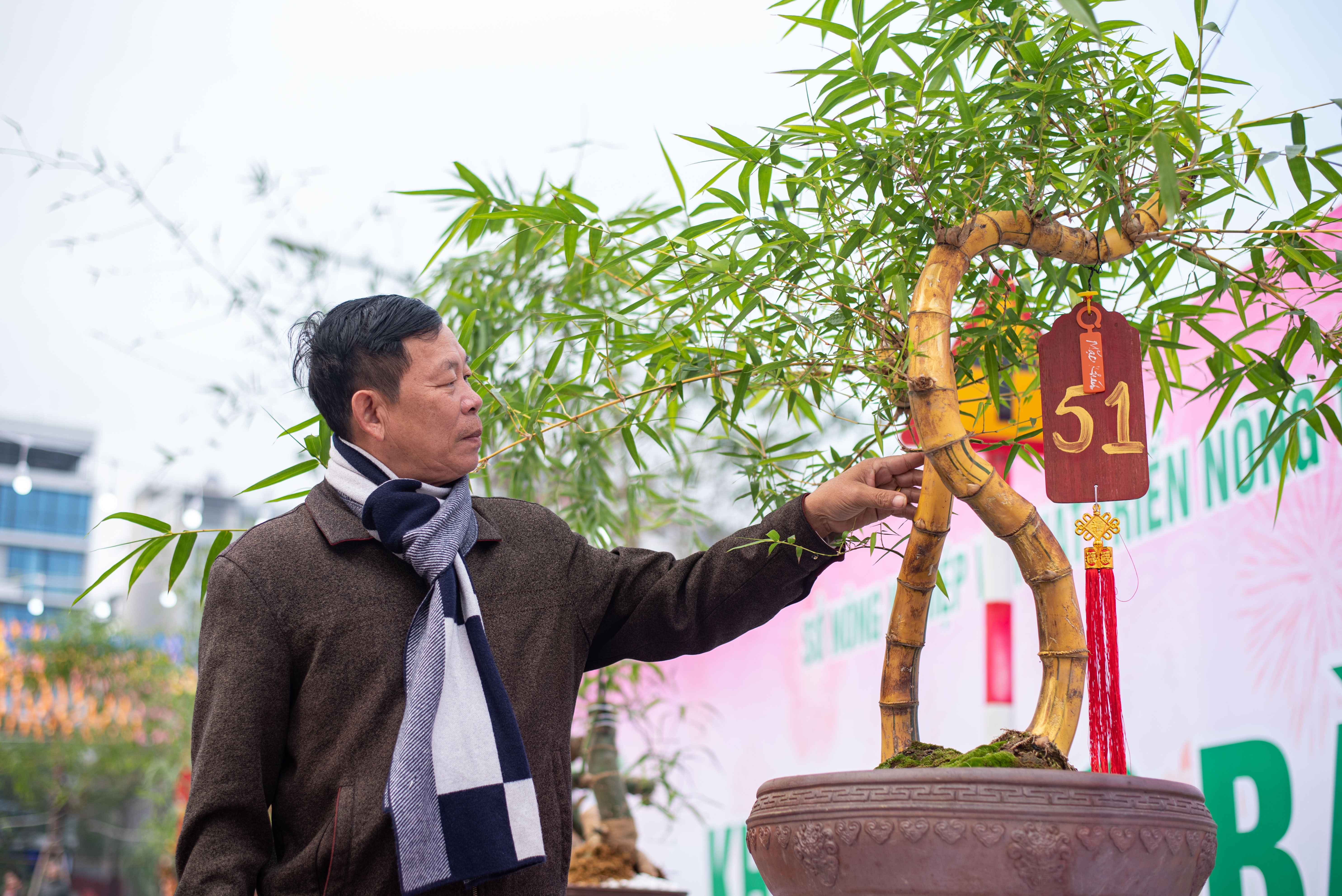 Tre bonsai co gia ca tram trieu hut khach dip Tet hinh anh