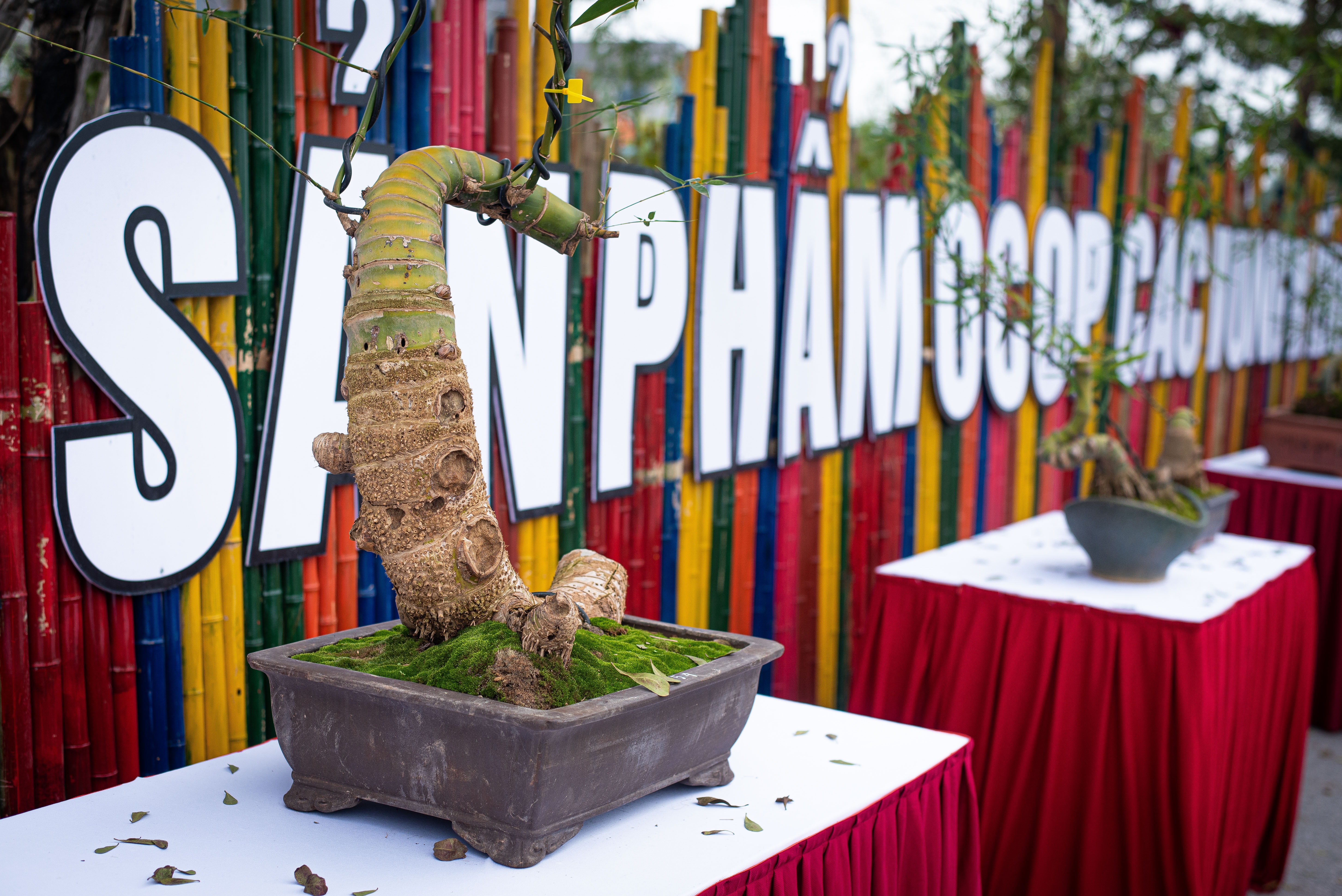 tre bonsai dip Tet anh 2