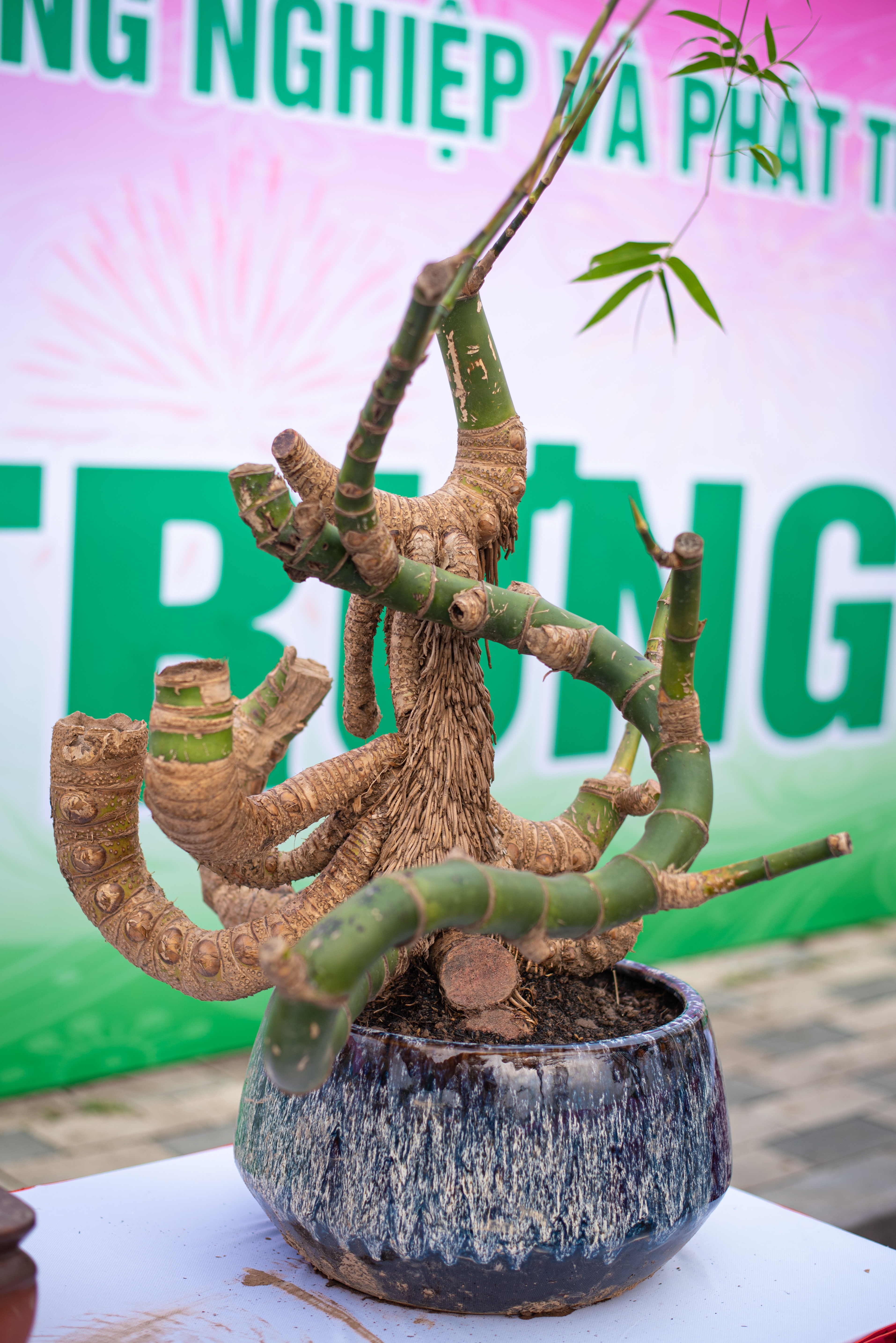 tre bonsai dip Tet anh 3