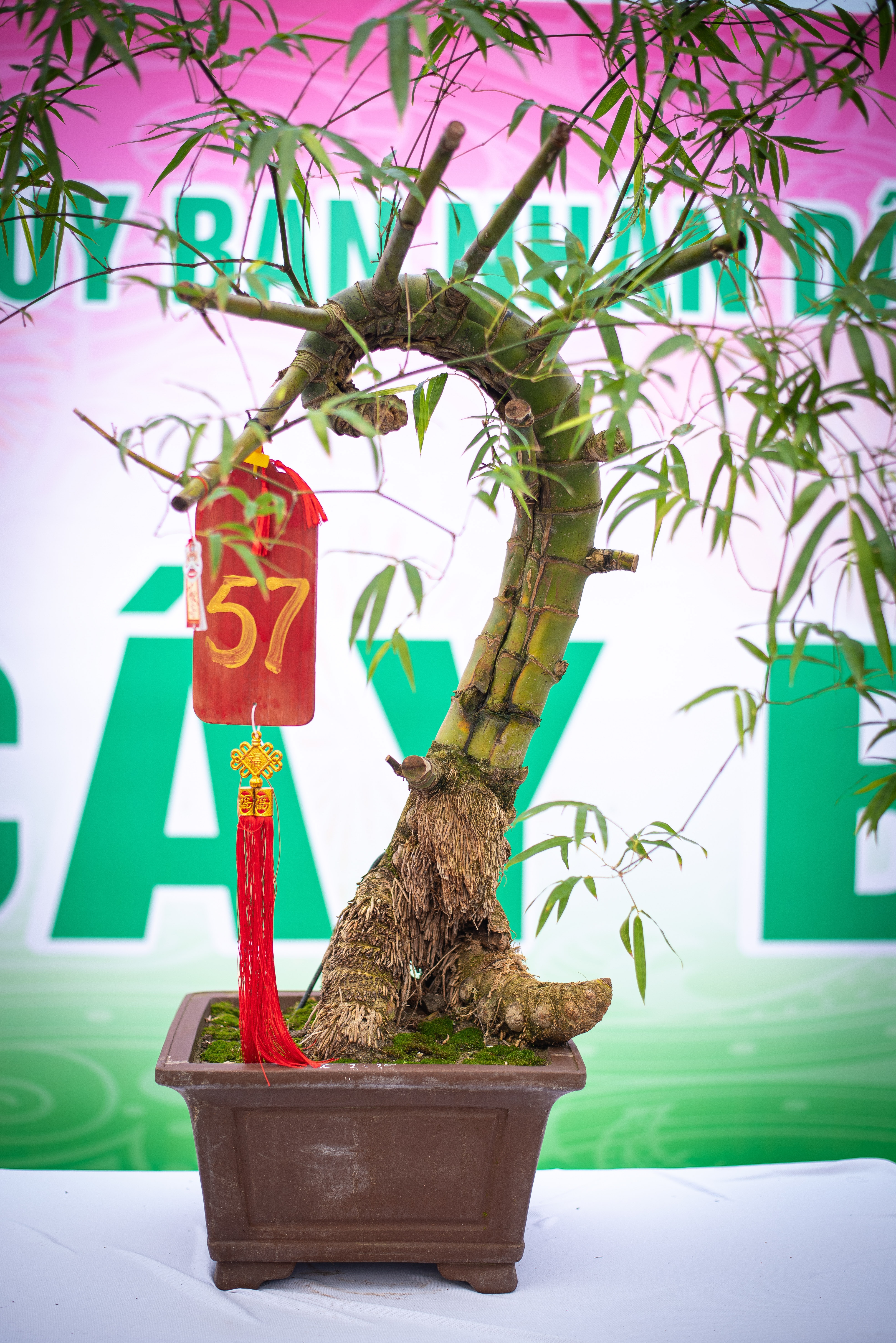 tre bonsai dip Tet anh 4