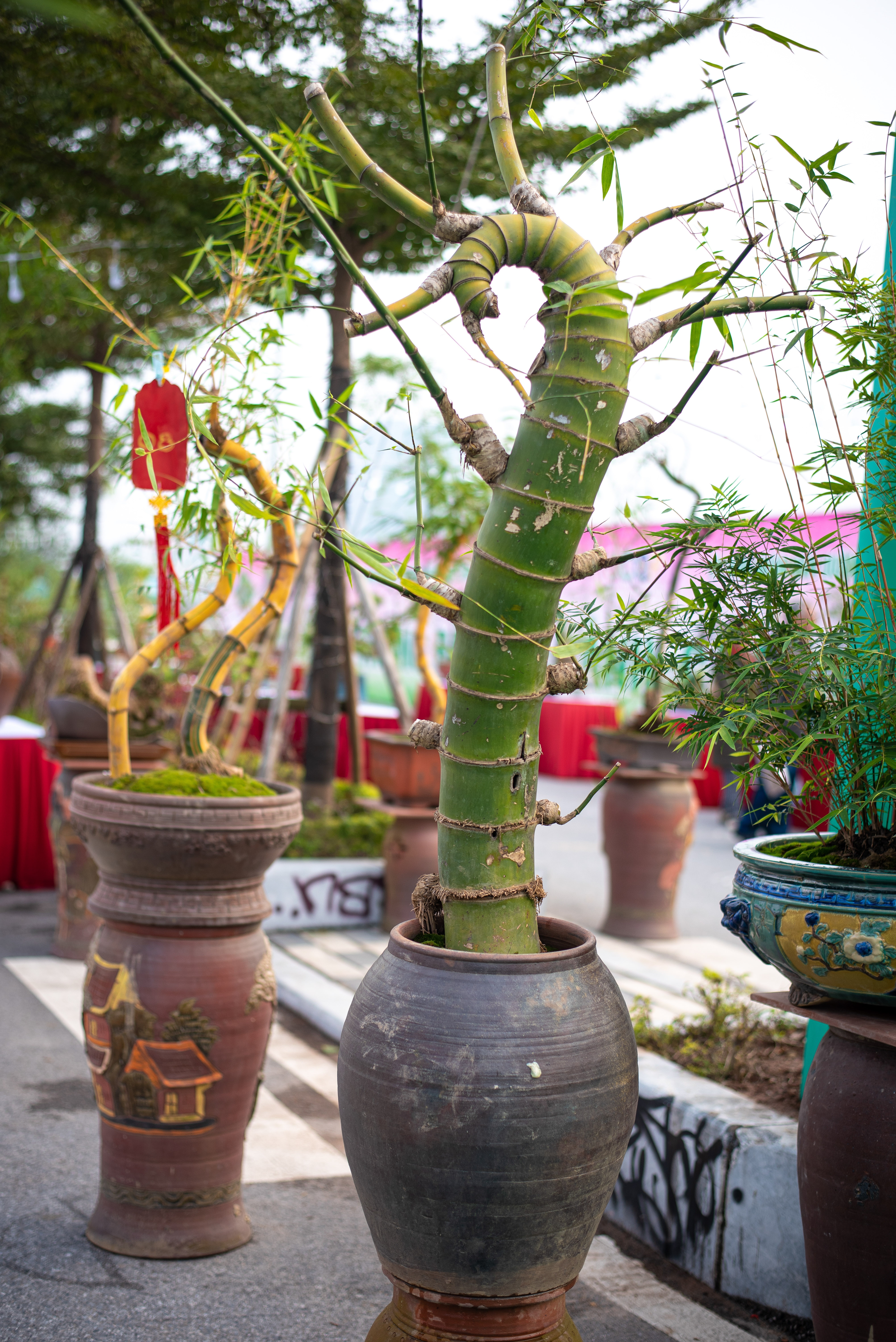 tre bonsai dip Tet anh 6