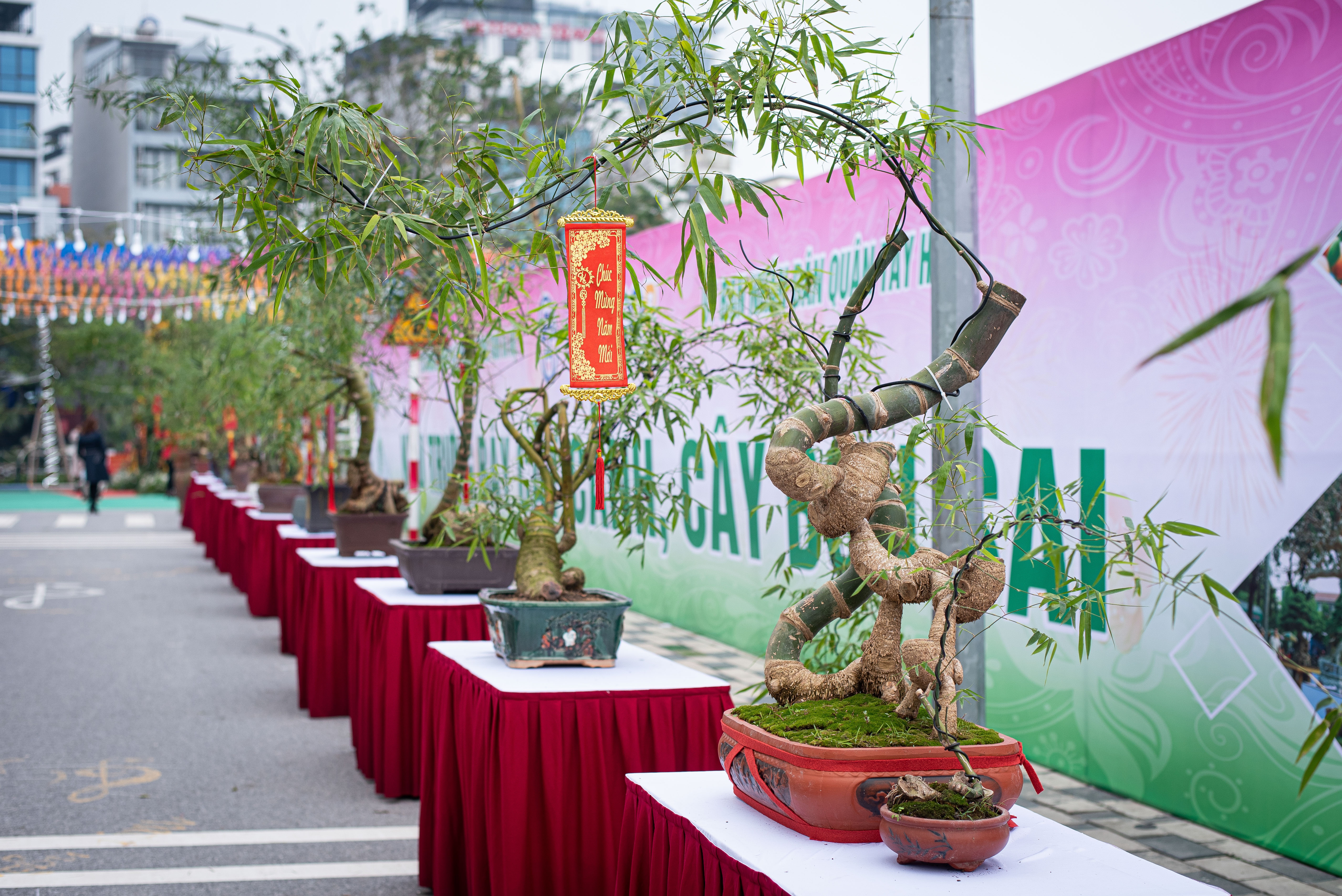 tre bonsai dip Tet anh 9