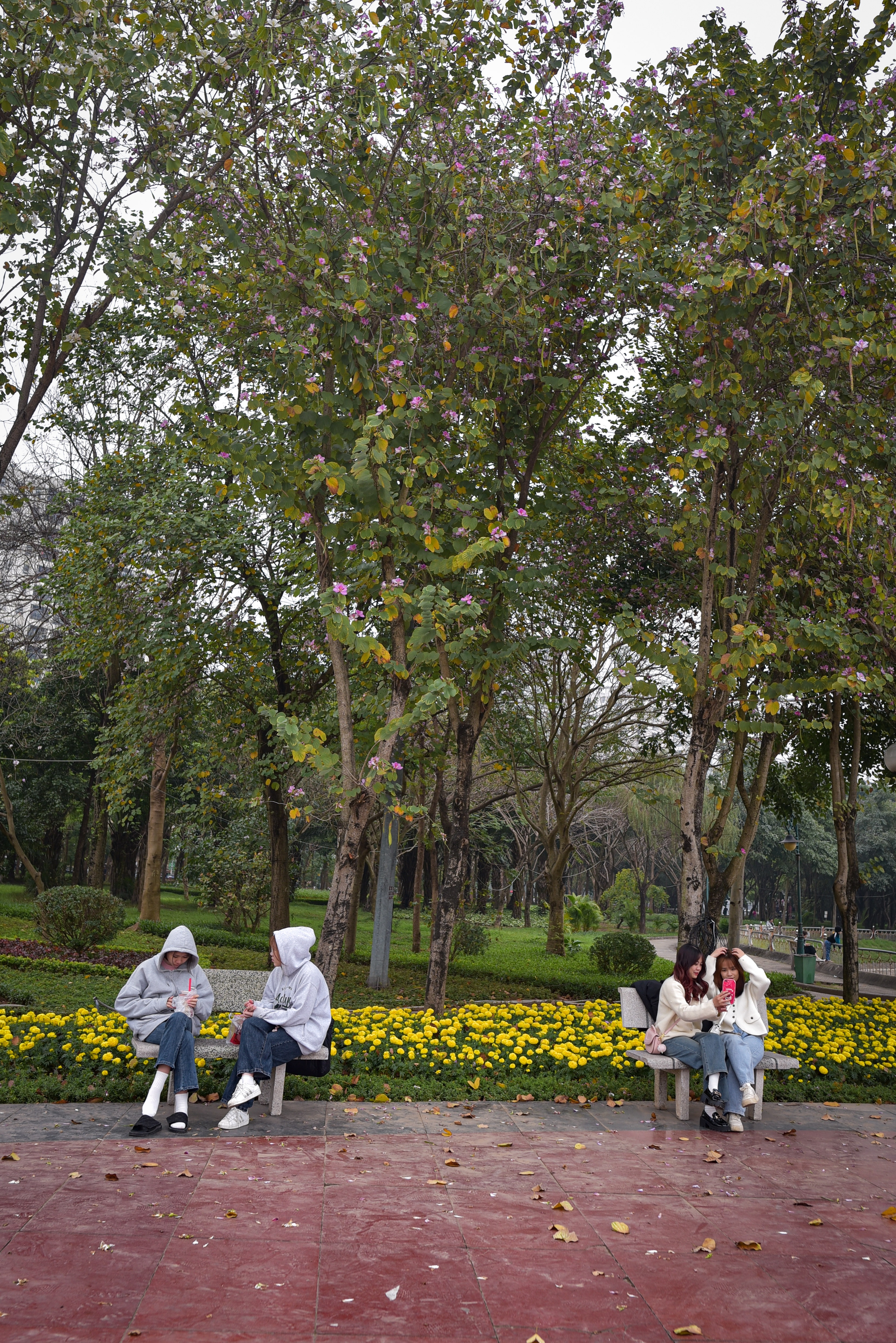 hoa ban o Ha Noi,  chup anh hoa ban,  chup anh checkin,  chup anh song ao anh 10