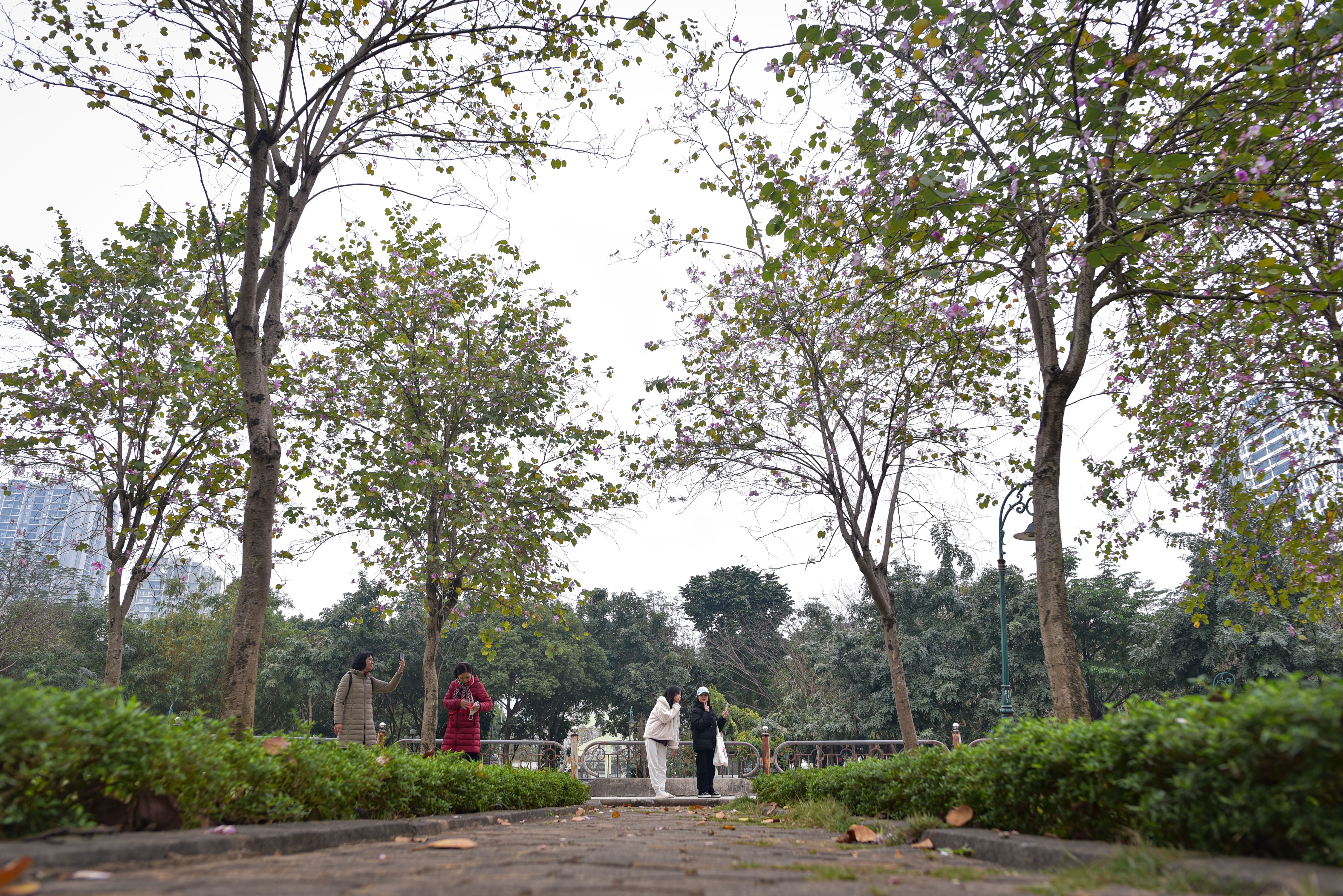 hoa ban o Ha Noi,  chup anh hoa ban,  chup anh checkin,  chup anh song ao anh 7