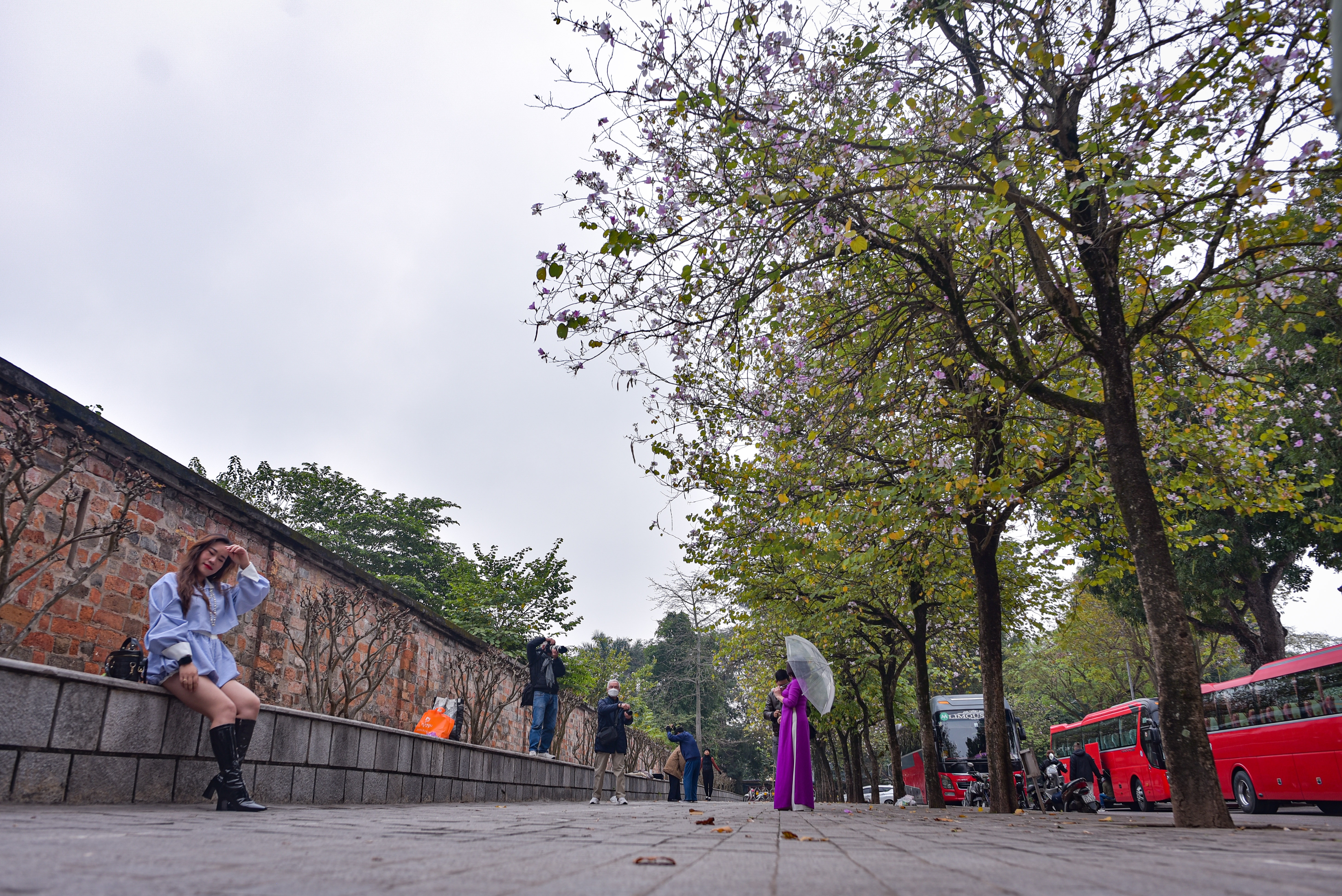 hoa ban o Ha Noi,  chup anh hoa ban,  chup anh checkin,  chup anh song ao anh 1