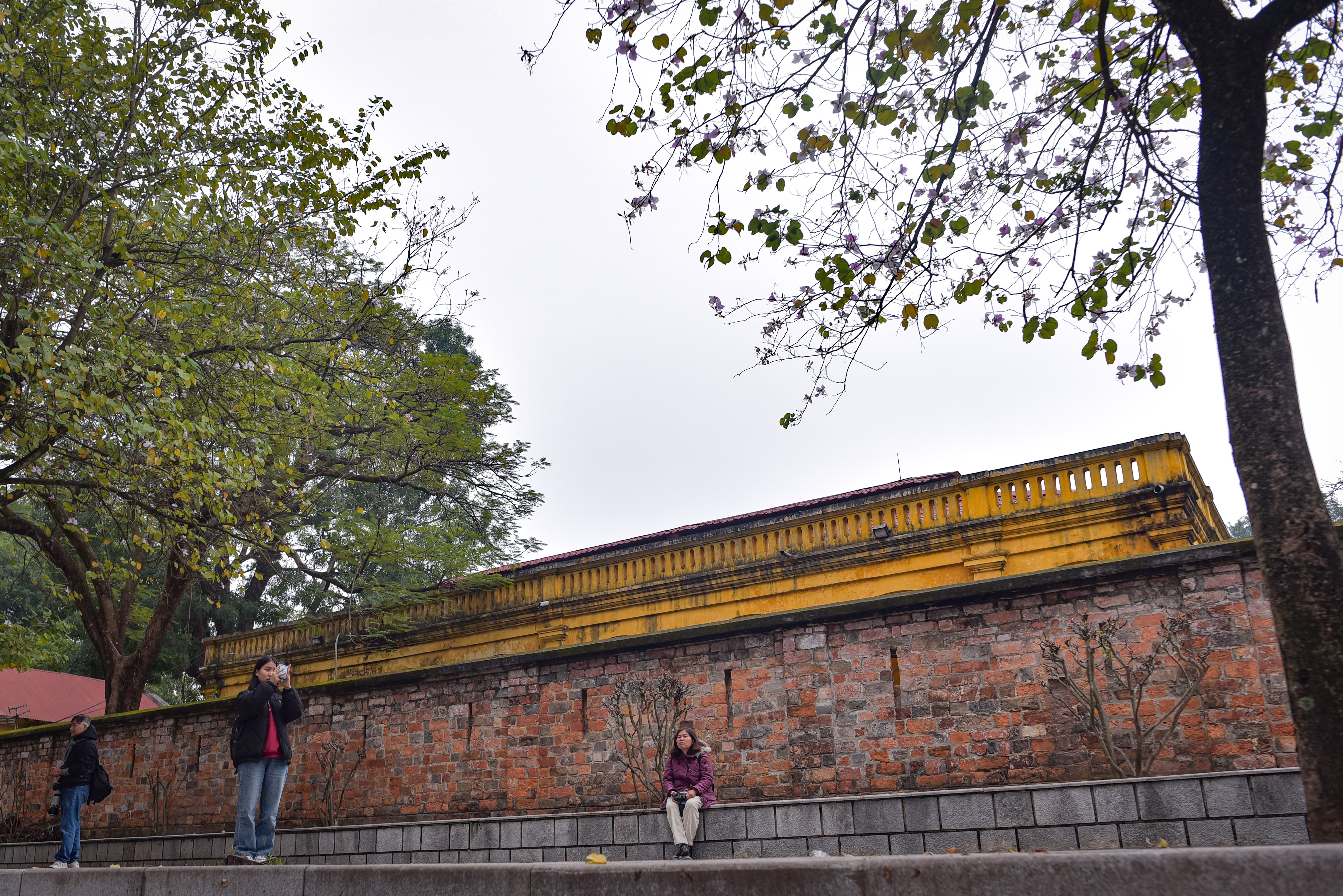 hoa ban o Ha Noi,  chup anh hoa ban,  chup anh checkin,  chup anh song ao anh 2