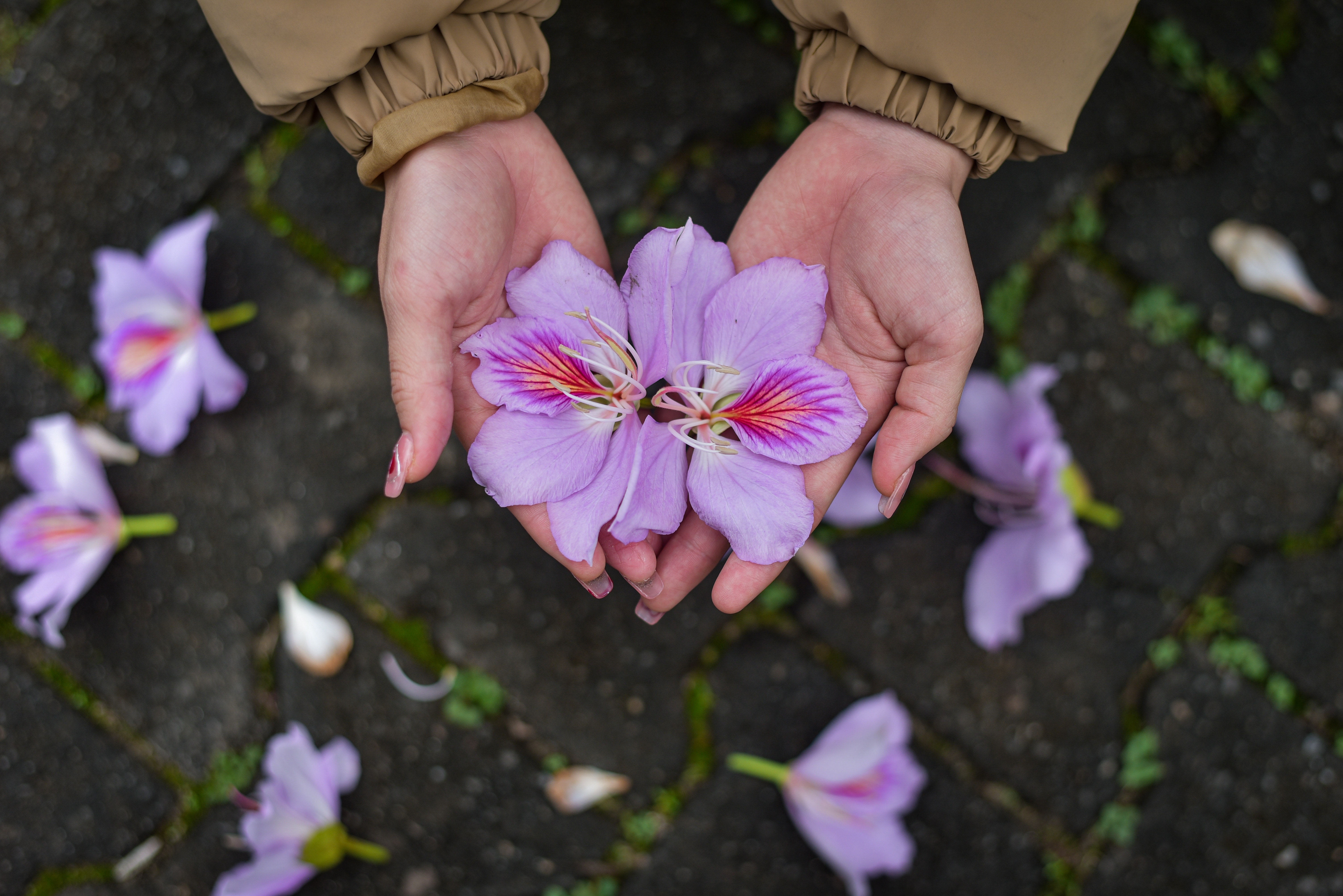 hoa ban o Ha Noi,  chup anh hoa ban,  chup anh checkin,  chup anh song ao anh 8