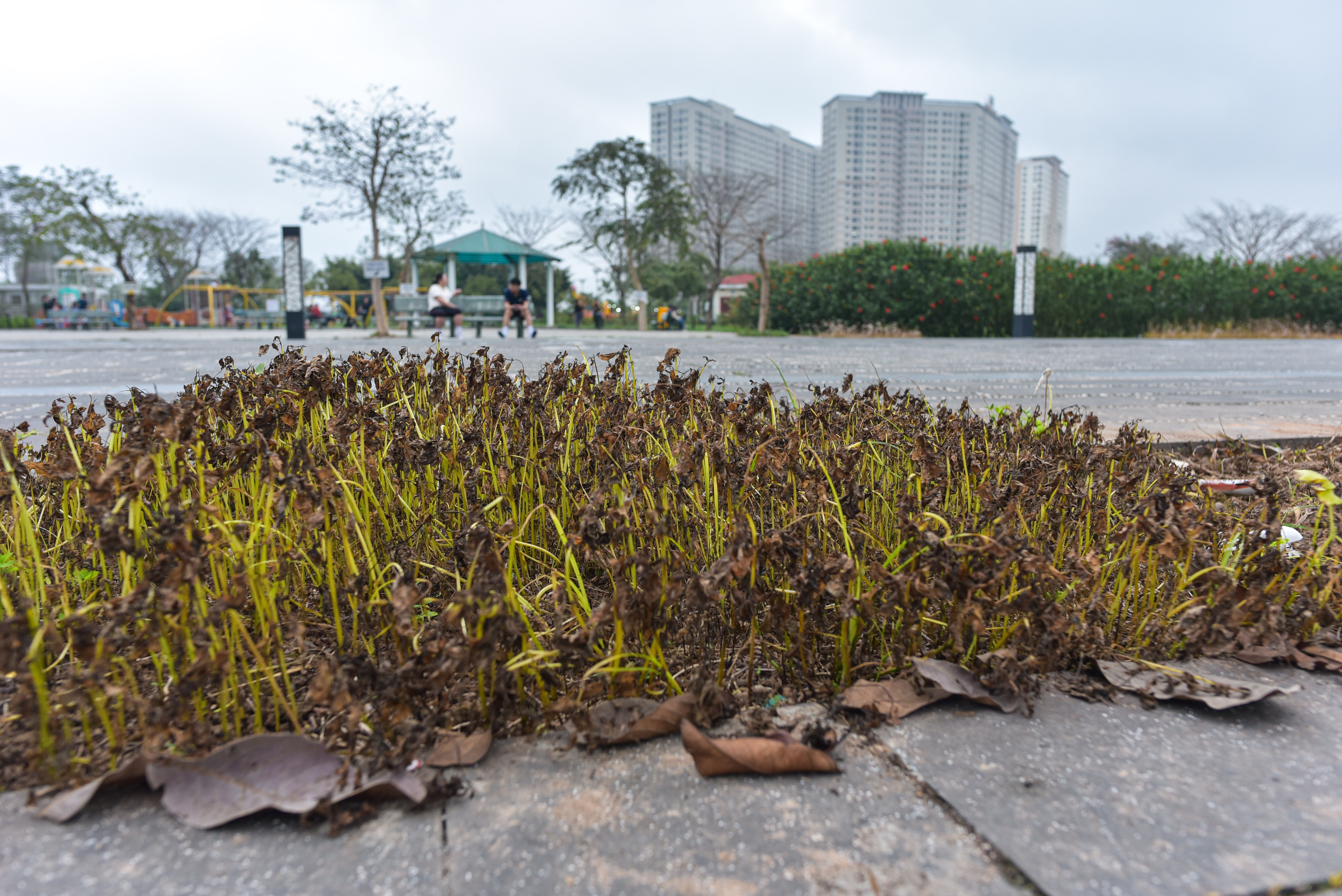 cong vien am nhac anh 7