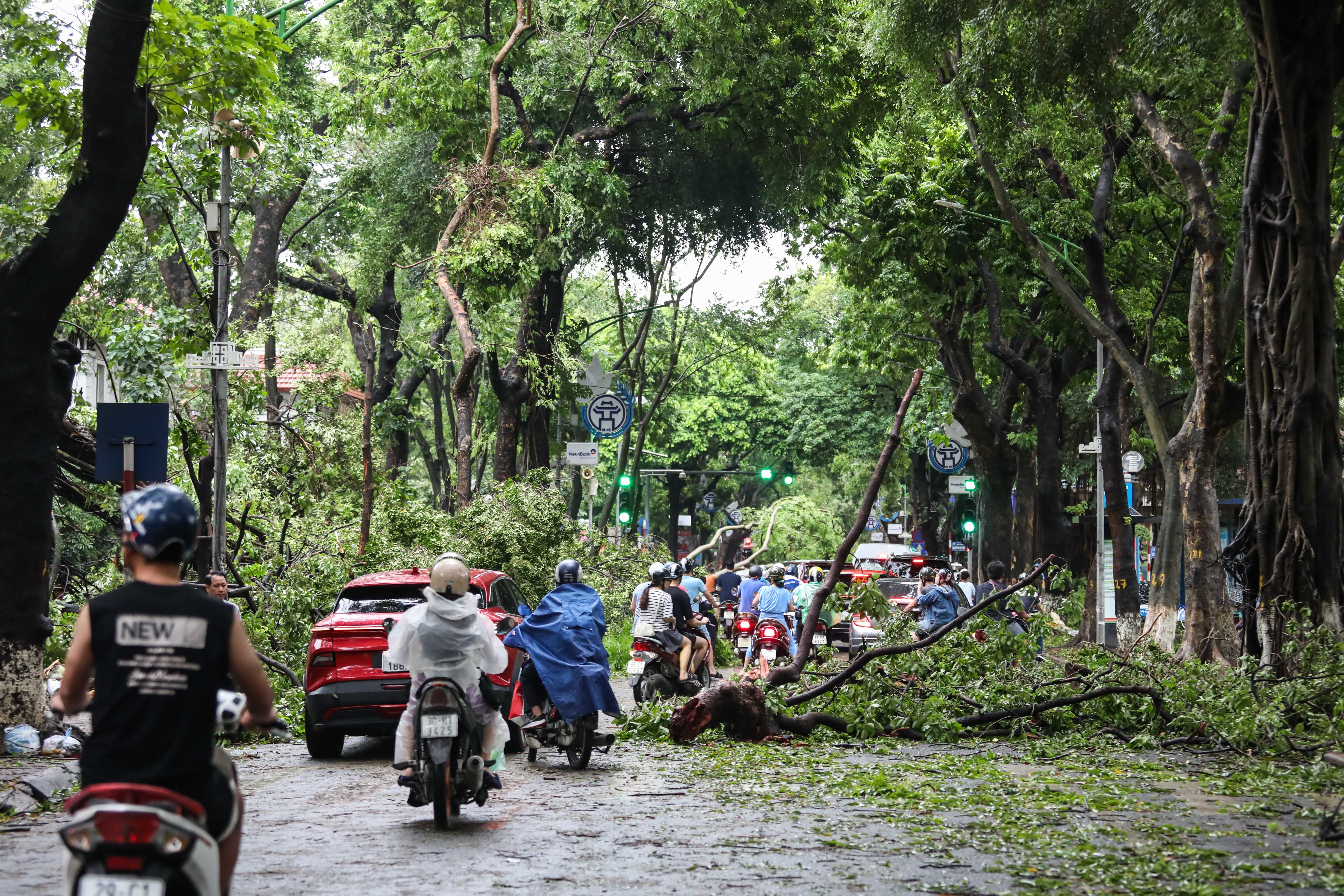 cây đổ trên đường phố ảnh 11 cay do tren duong pho anh 11