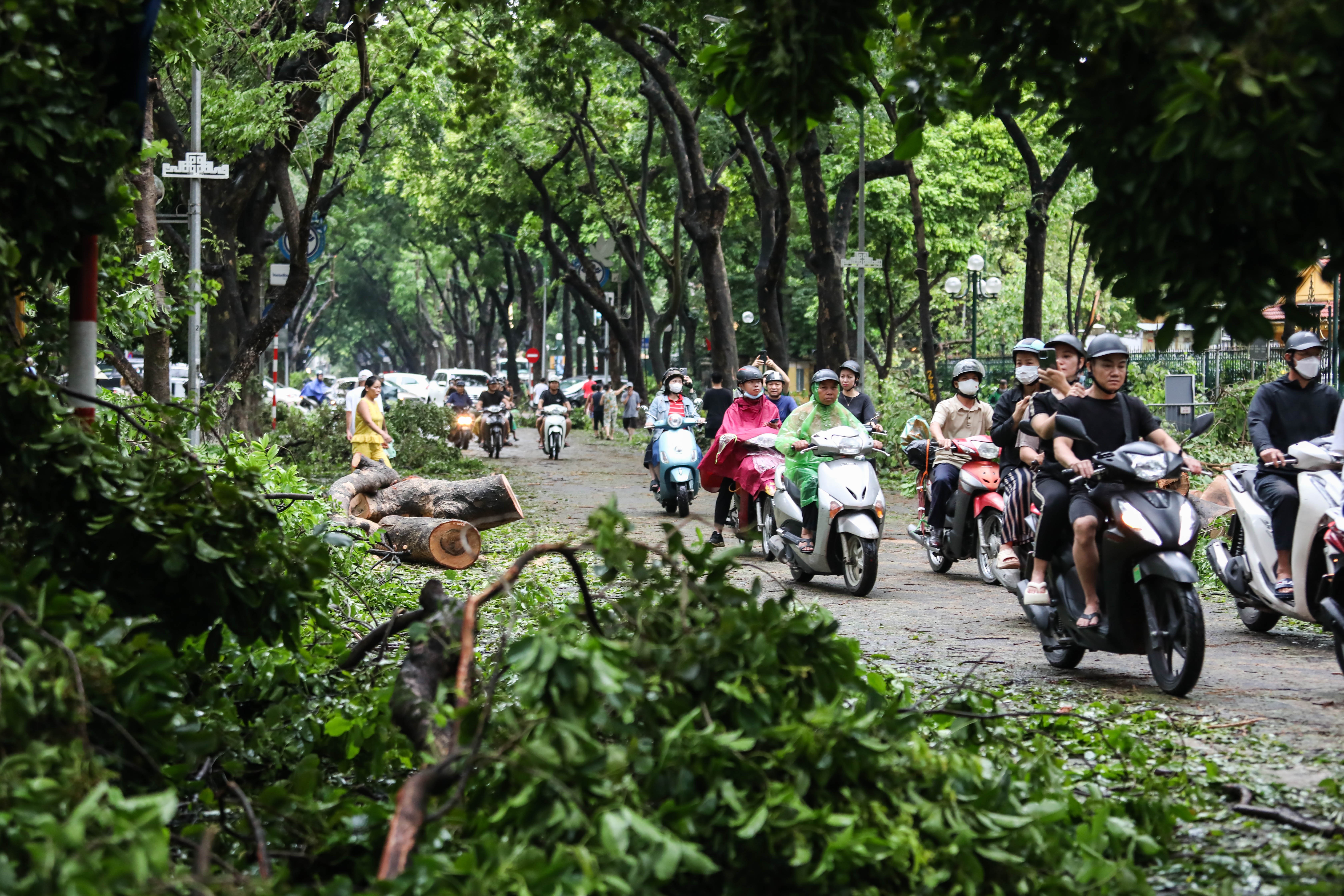 cây đổ trên đường phố ảnh 10 cay do tren duong pho anh 10