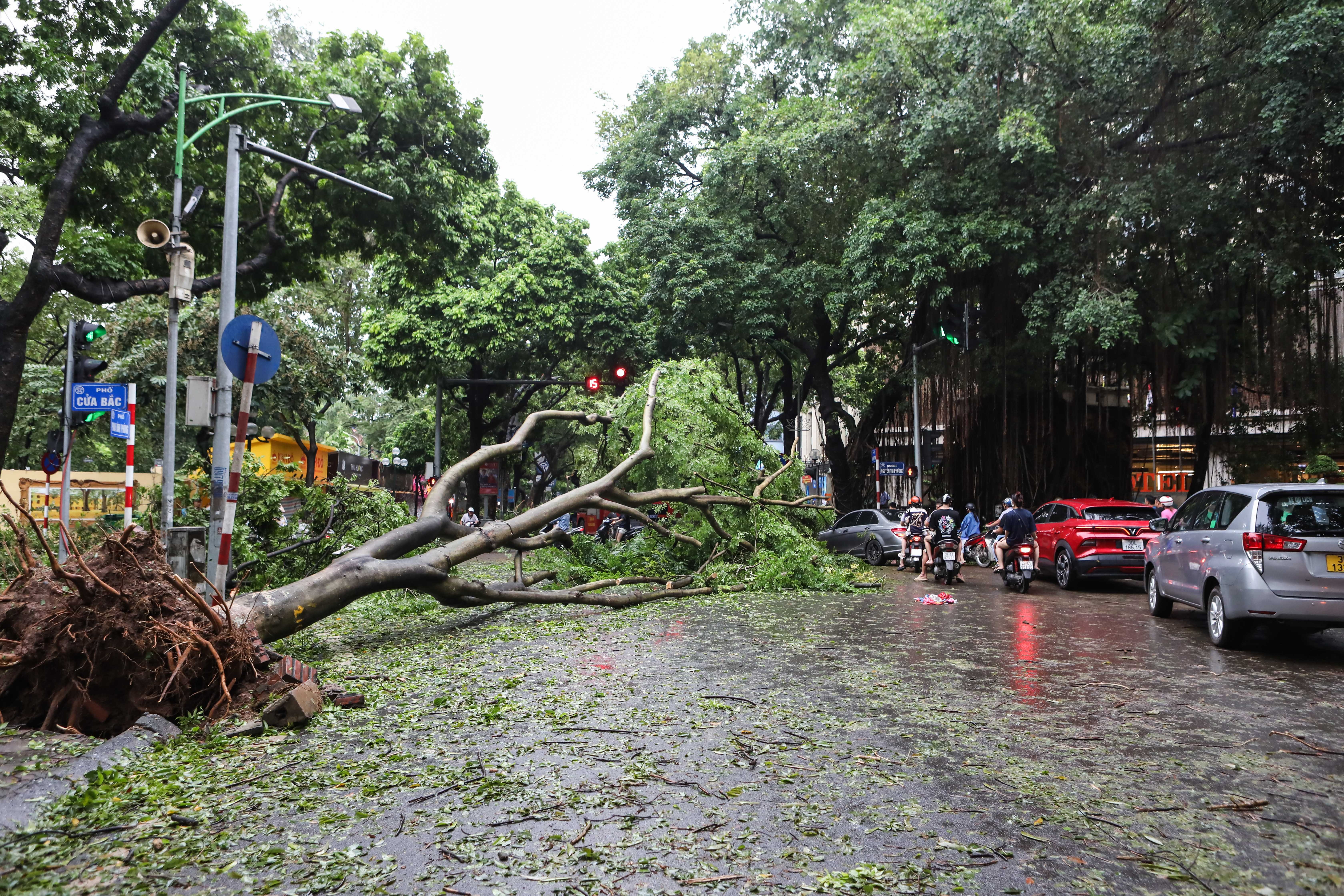 cây đổ trên đường phố ảnh 12 cay do tren duong pho anh 12