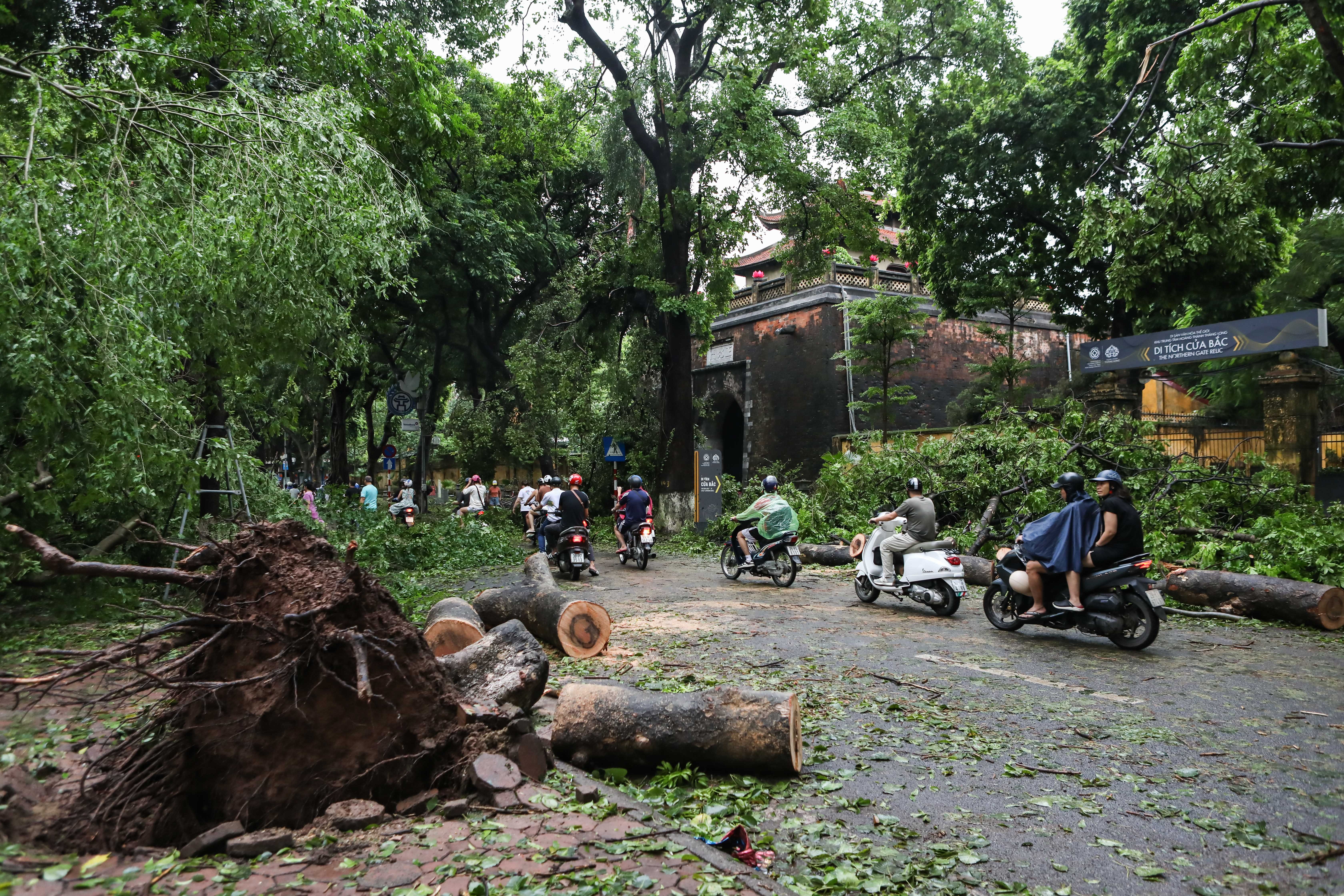 cây đổ trên đường phố ảnh 9 cay do tren duong pho anh 9