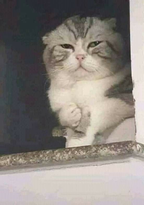 meme dau o day nay anh 1