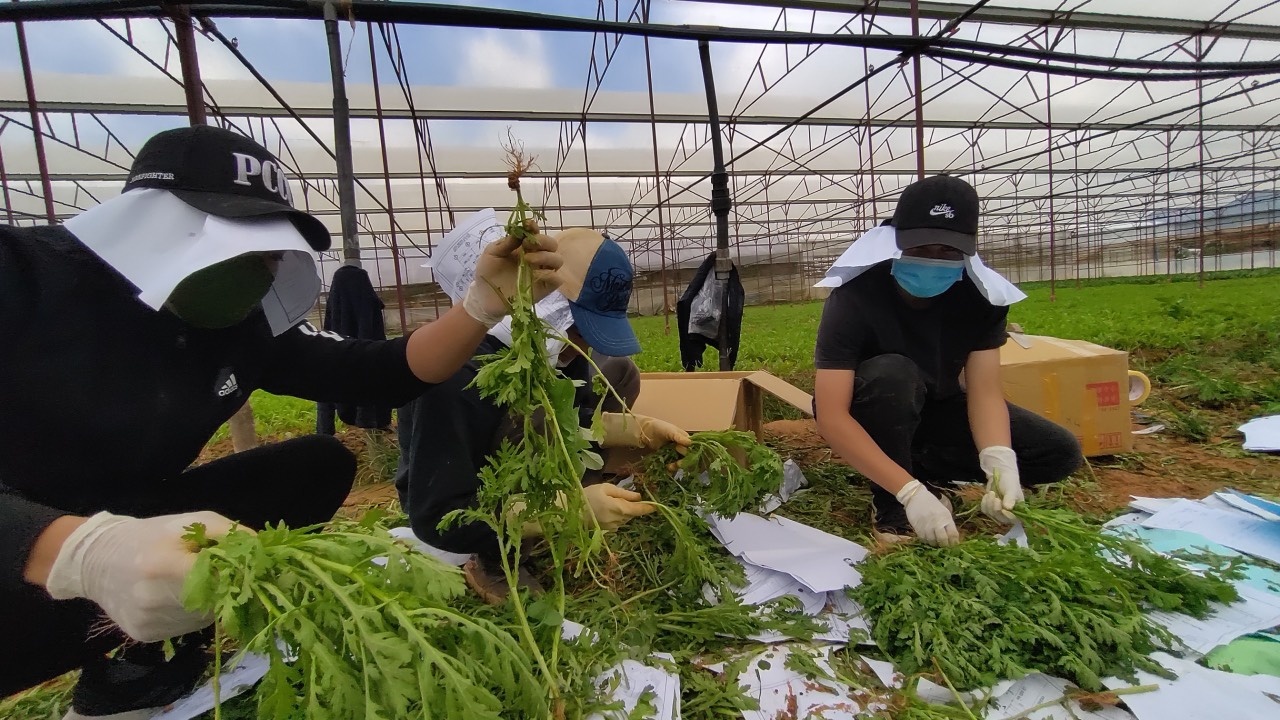 chuyen rau cu tuoi tu da lat ve tp.hcm chong dich anh 4