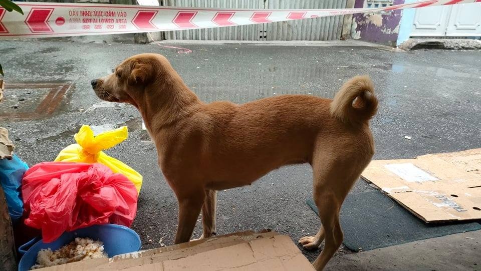 tinh nguyen vien o tp.hcm cham cho giup gia dinh f0 anh 2