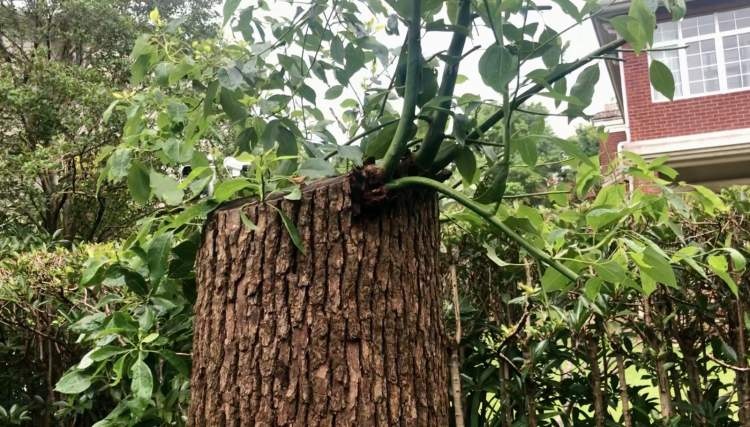 bi phat 21.500 usd vi tia cay o trung quoc anh 1