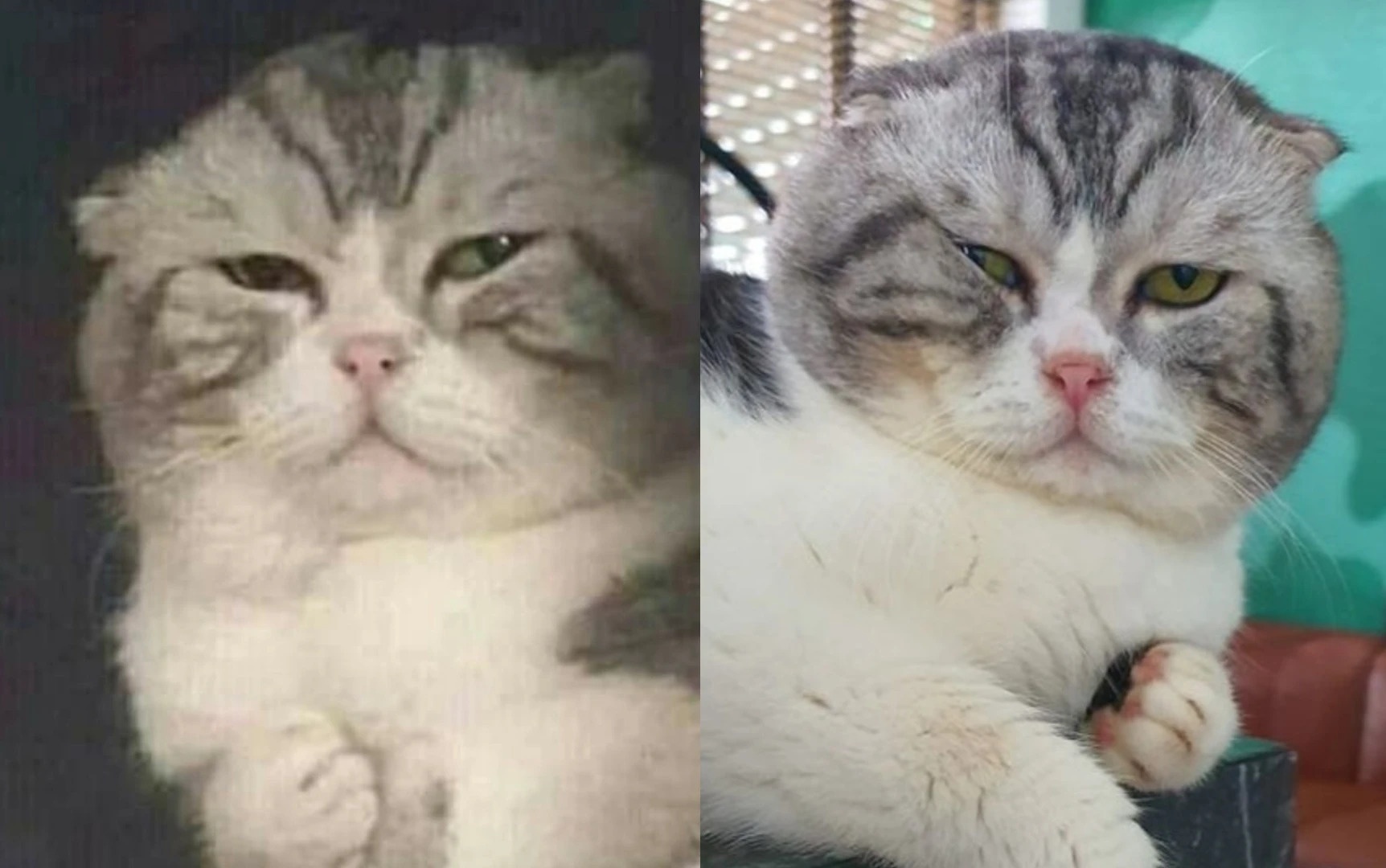 Chu meo duoc che meme ‘dau o day nay’ qua doi hinh anh