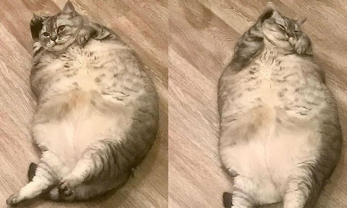 Chu cua chu meo 'map nhat the gioi' bi to de thu cung qua beo hinh anh