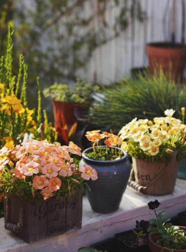 Vườn sân thượng ảnh 1 Vuon san thuong anh 1