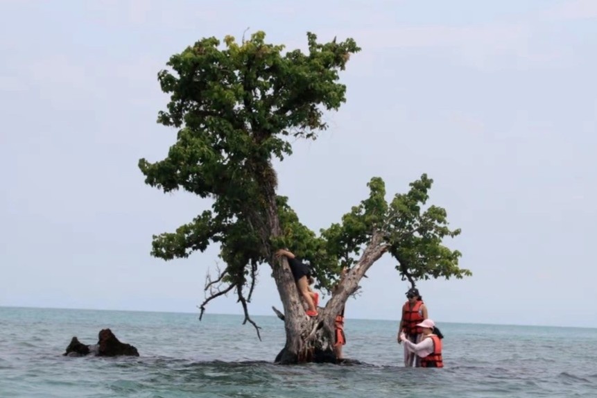 'Cay co don' chet dan vi su noi tieng hinh anh